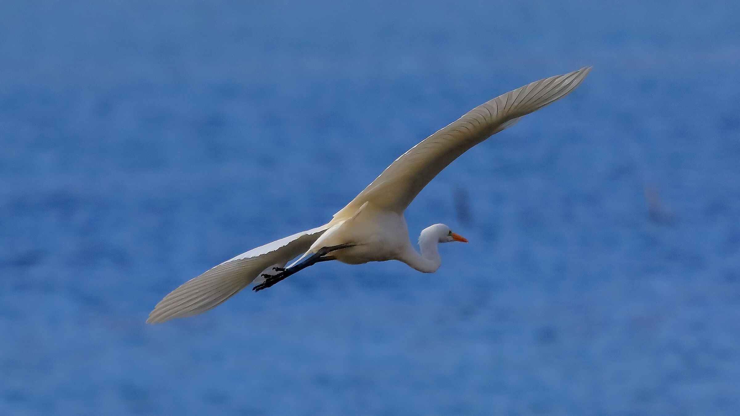 airone bm 27-11-2022