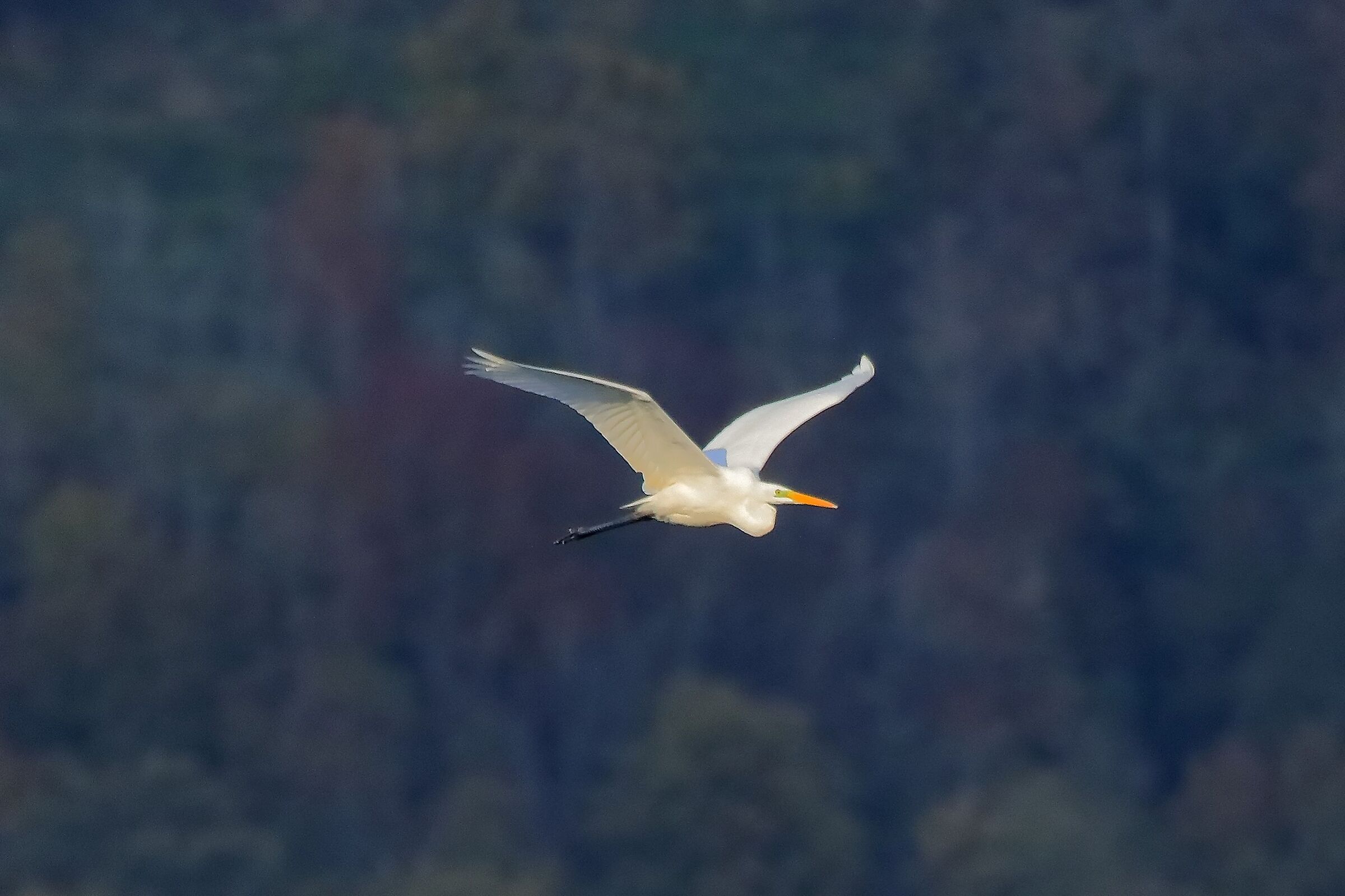 Airone BM 27-11-2022