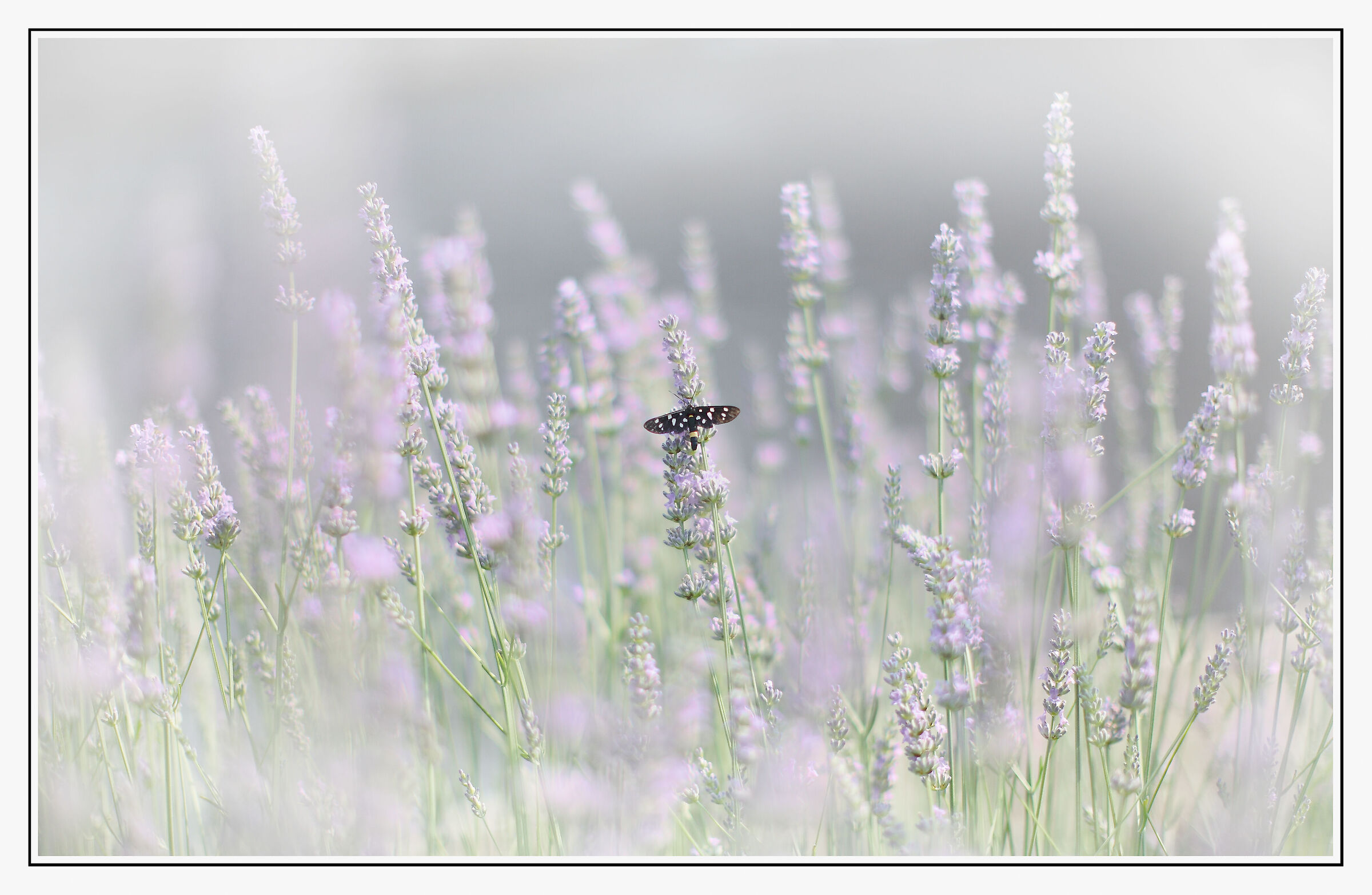 Among the lavender