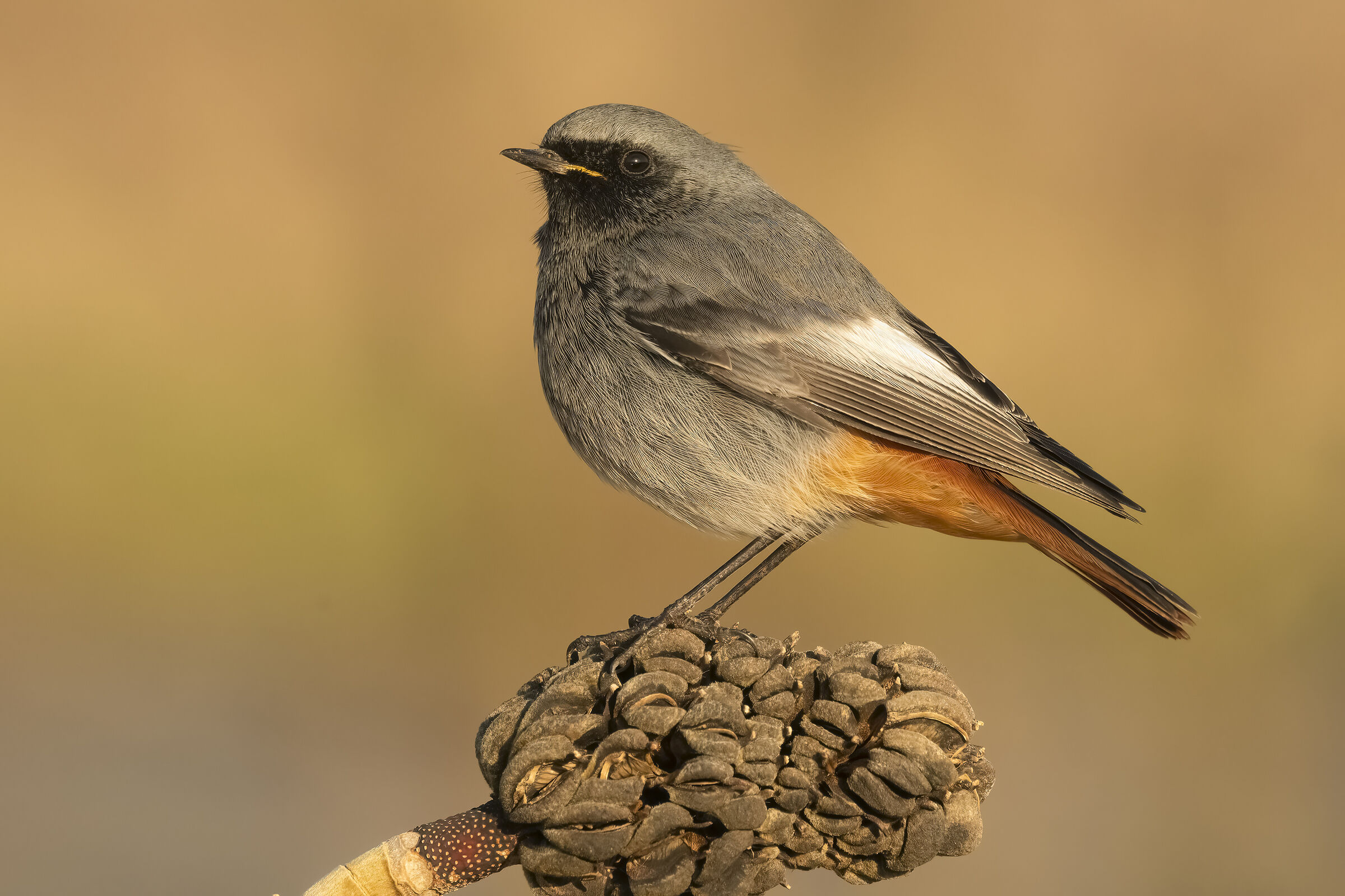 Black redstart