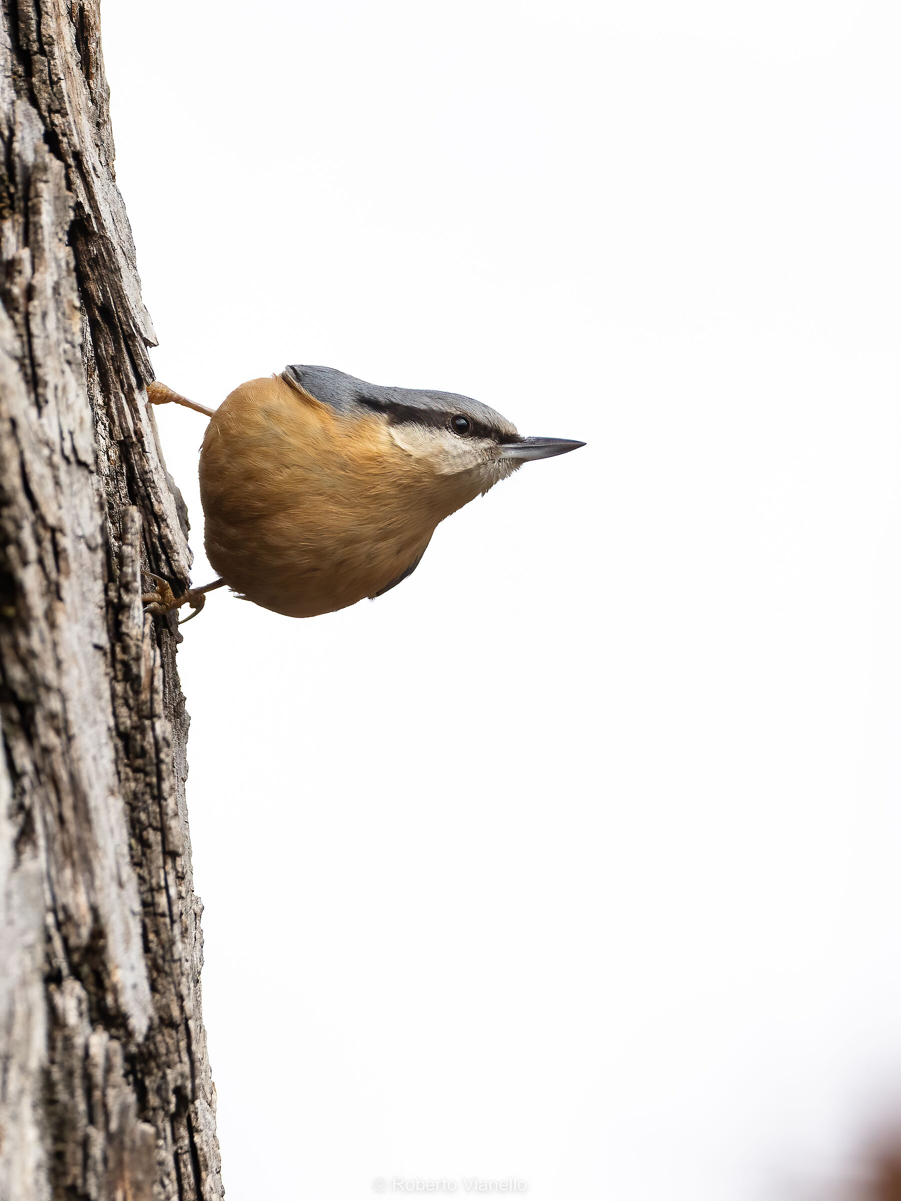 Picchio muratore (Sitta europaea)