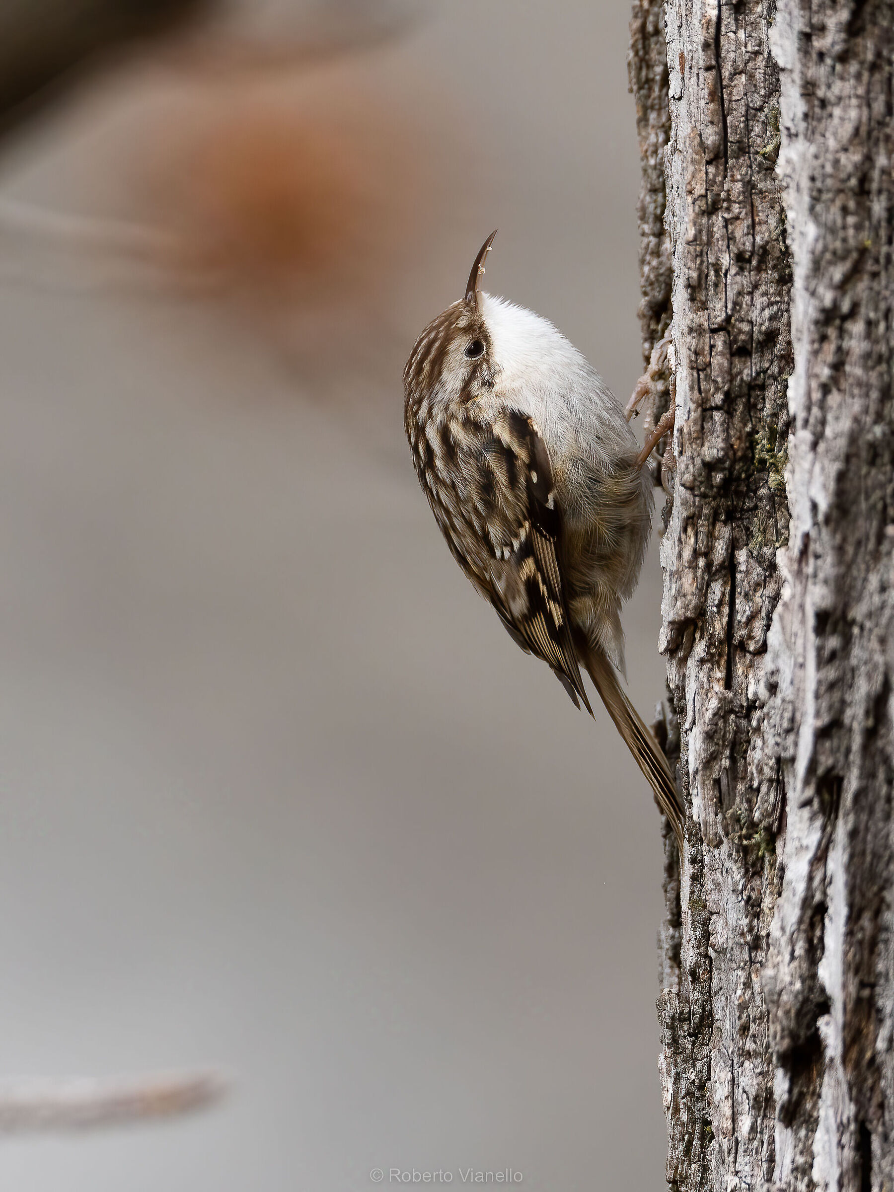Rampichino comune (Certhia brachydactyla)