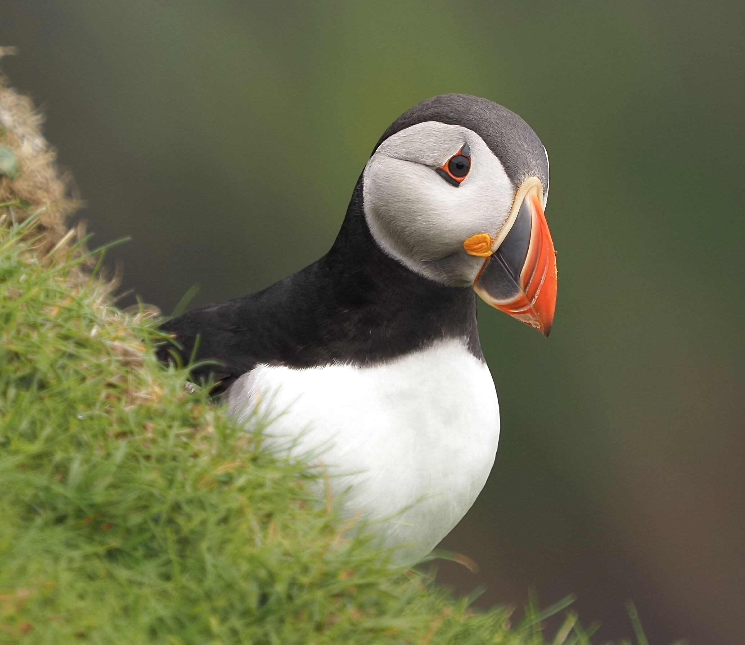 Puffin