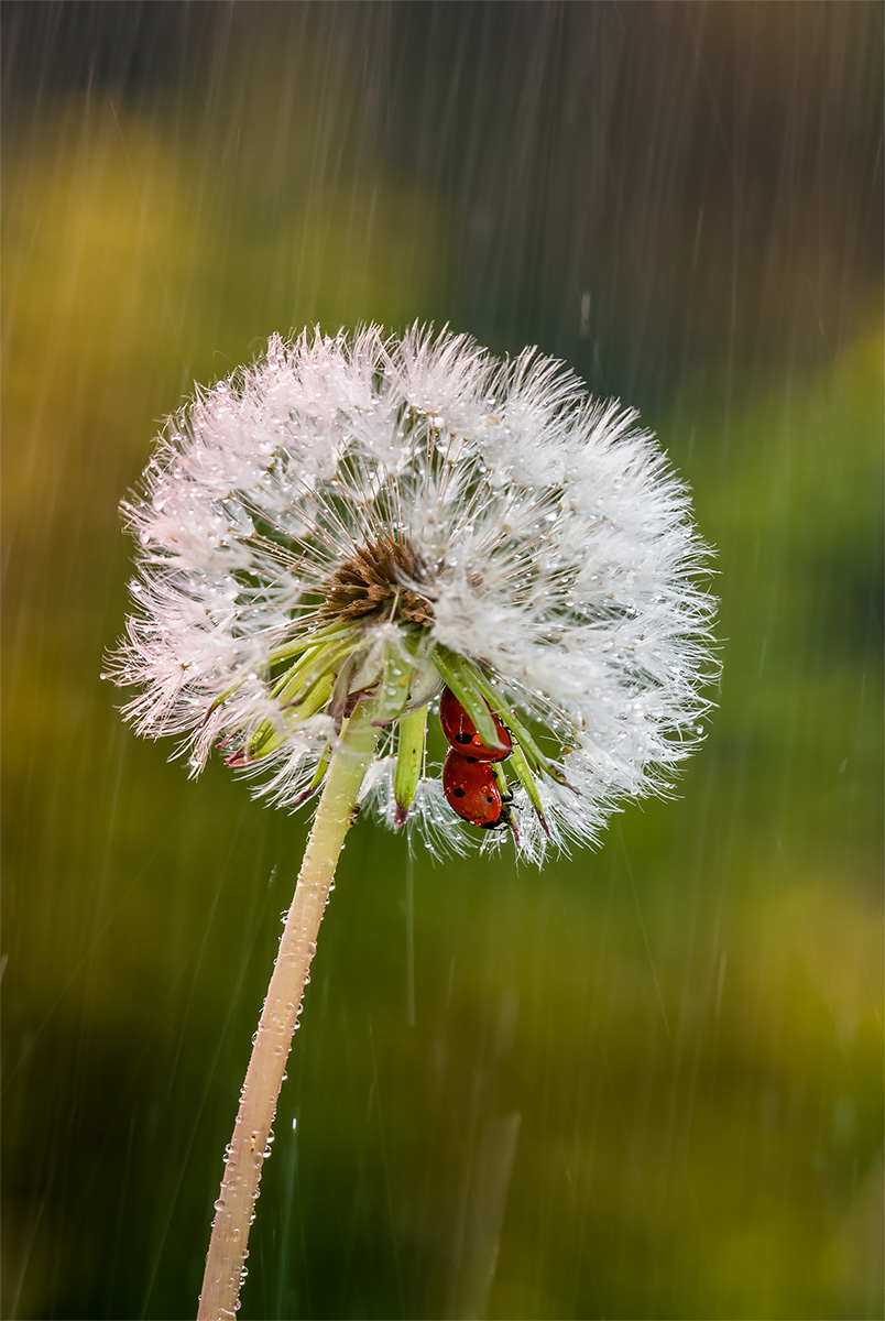Al riparo sotto gli ombrelli