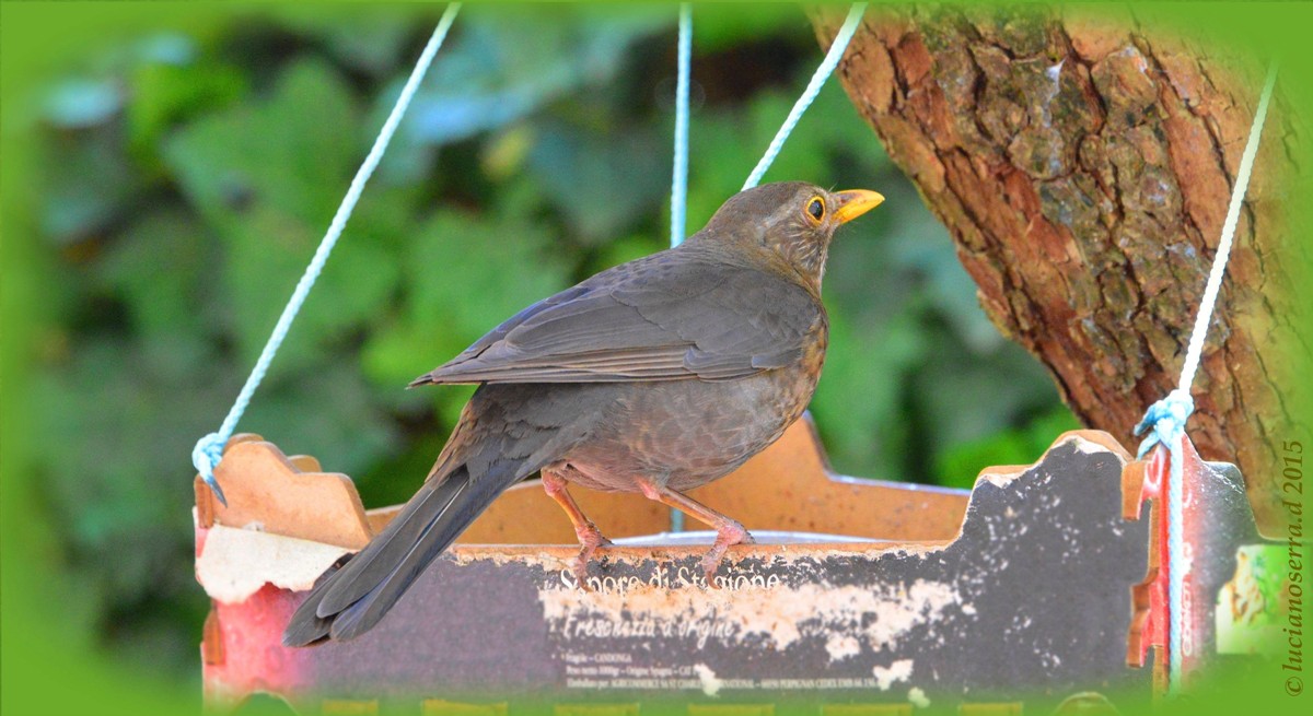 Femmina di Merlo (Turdus merula)