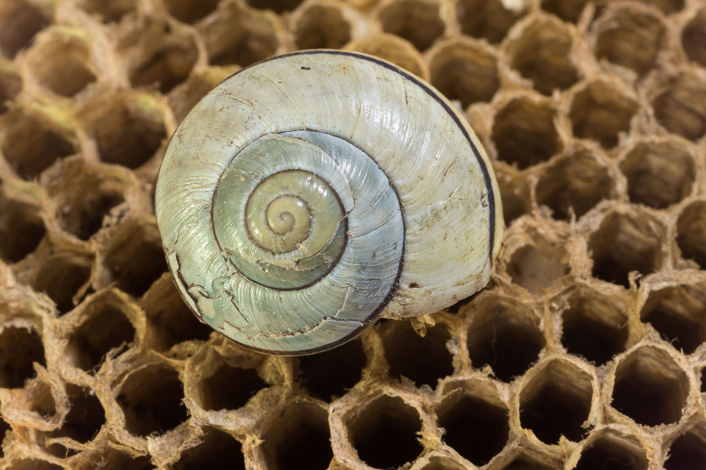 macro