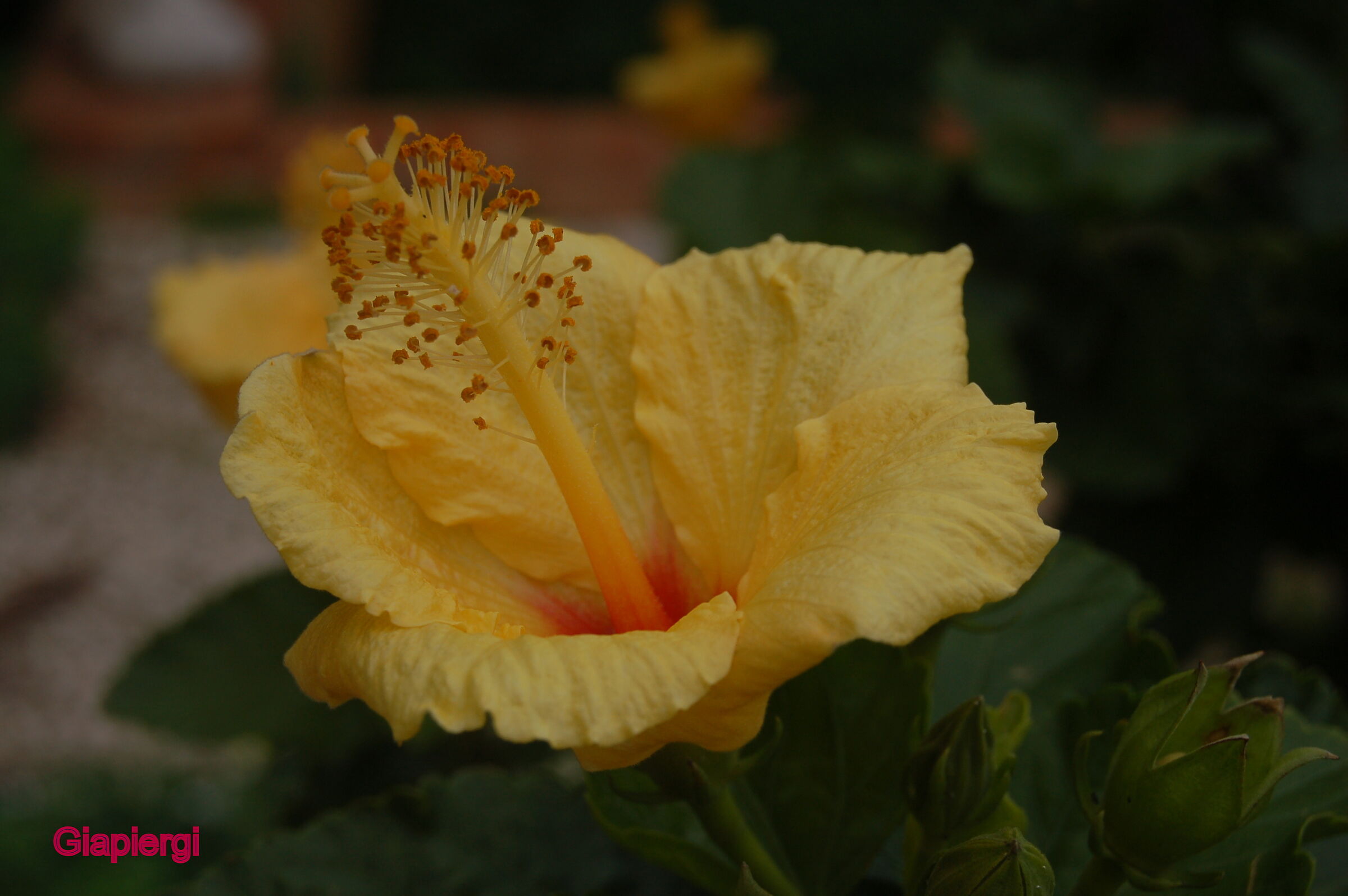 Hibiscus