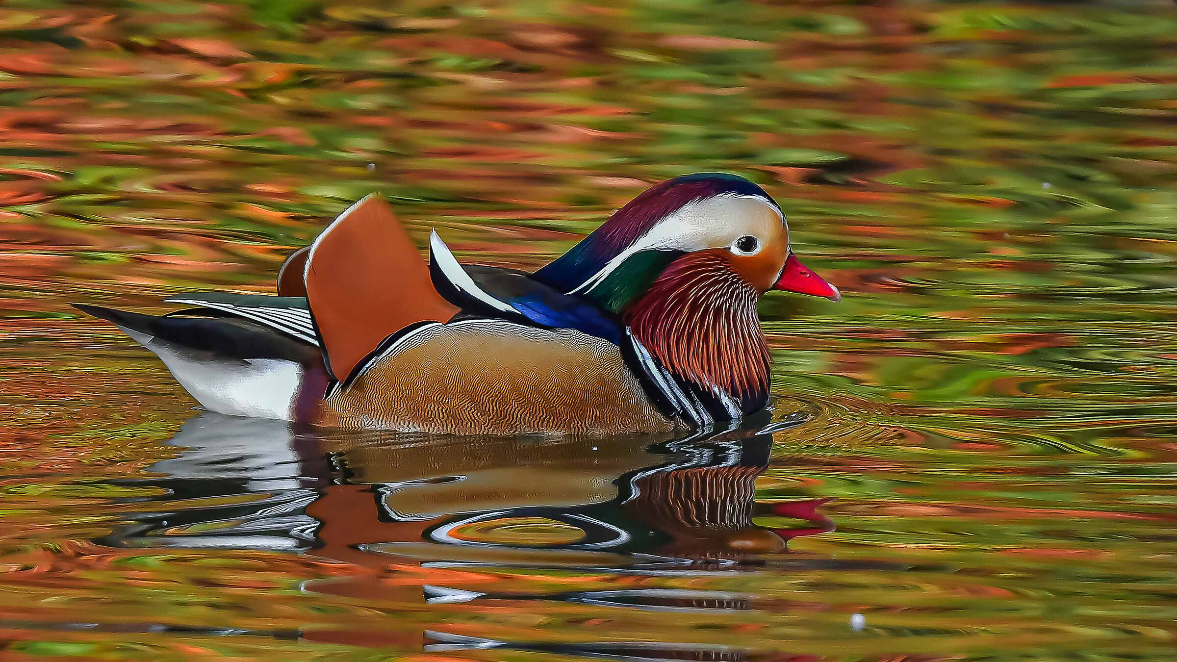 Immersed in Mandarin Duck colors !!