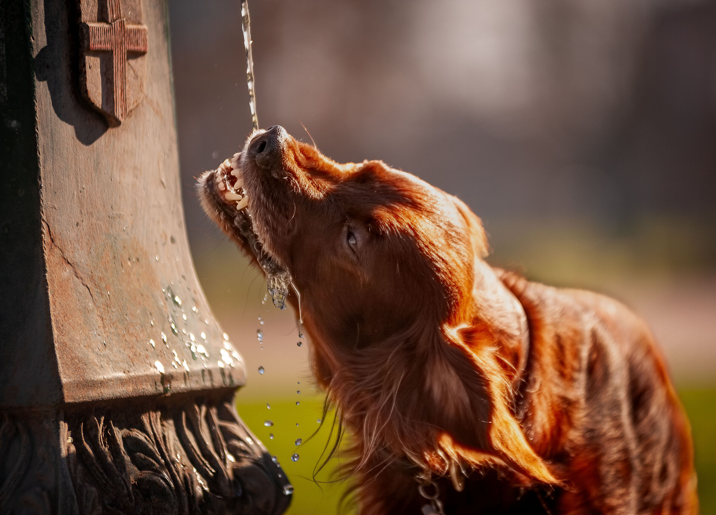 Un drink al "Dragone verde", manuale