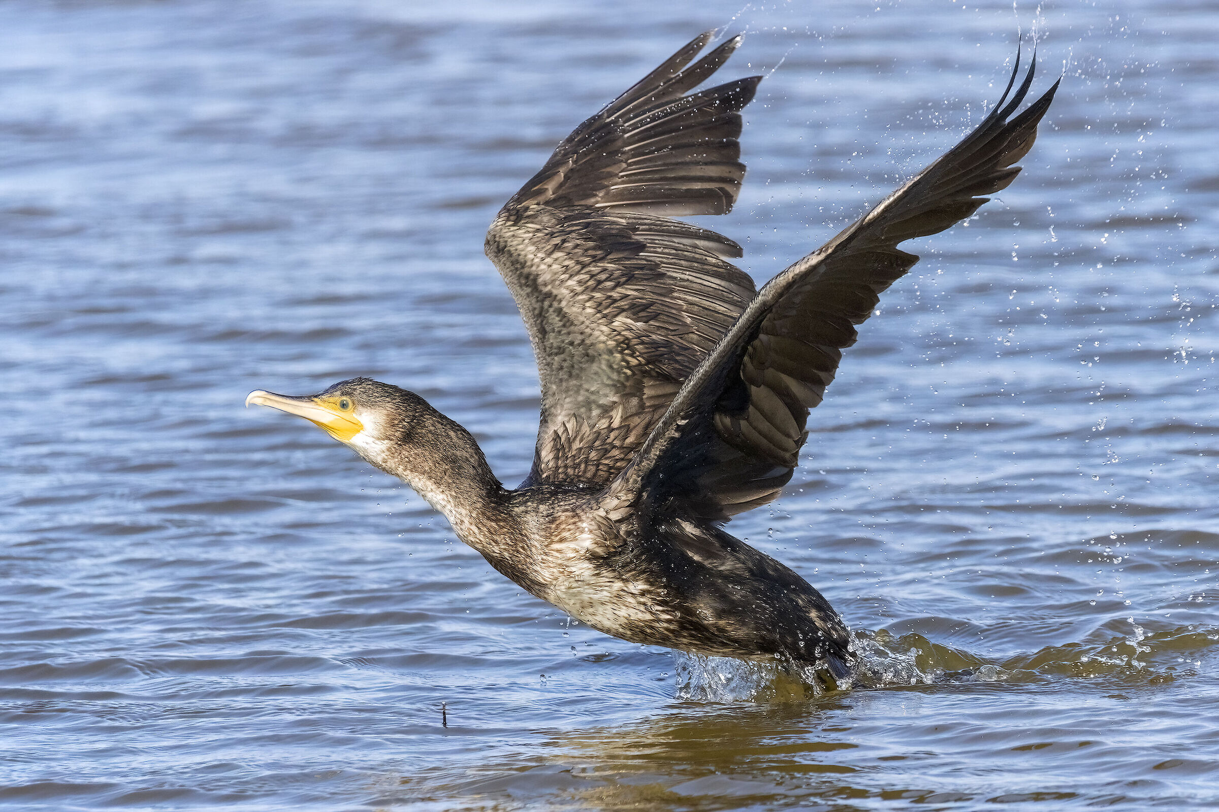 The take-off of the cormorant