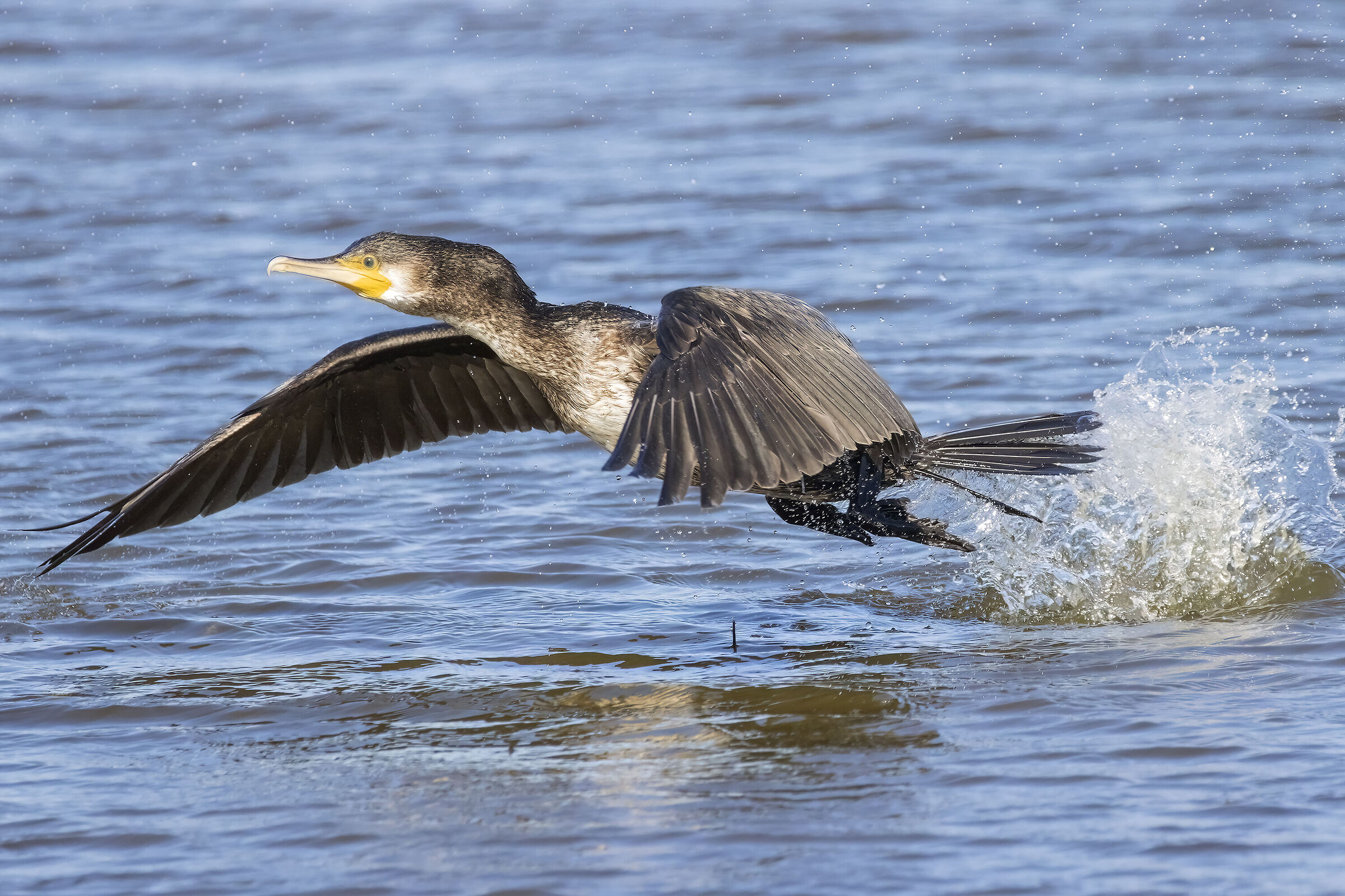 Cormorant in flight
