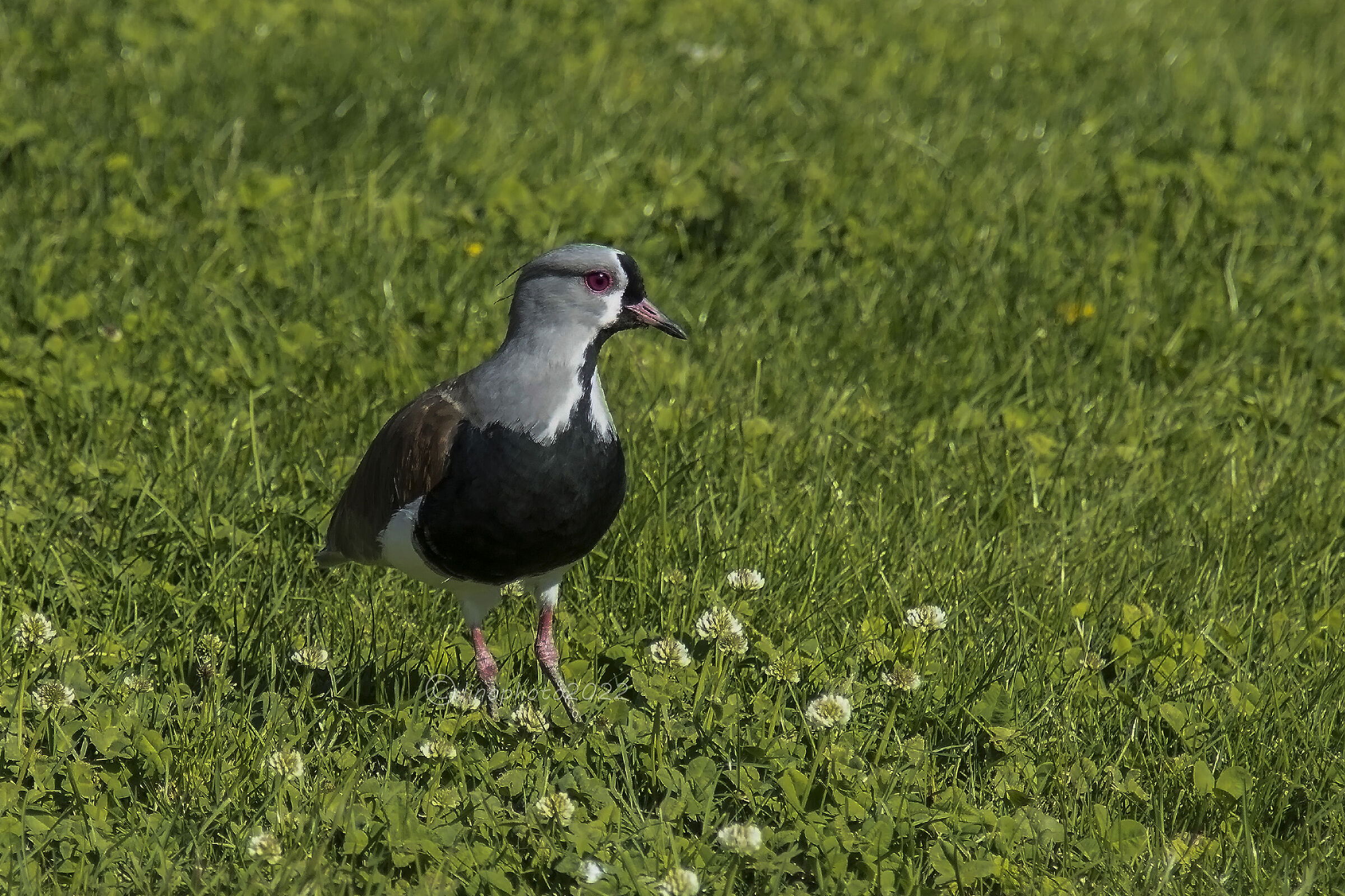 Lapwing Southerm (Vanellus Chilennis) - Patagonia