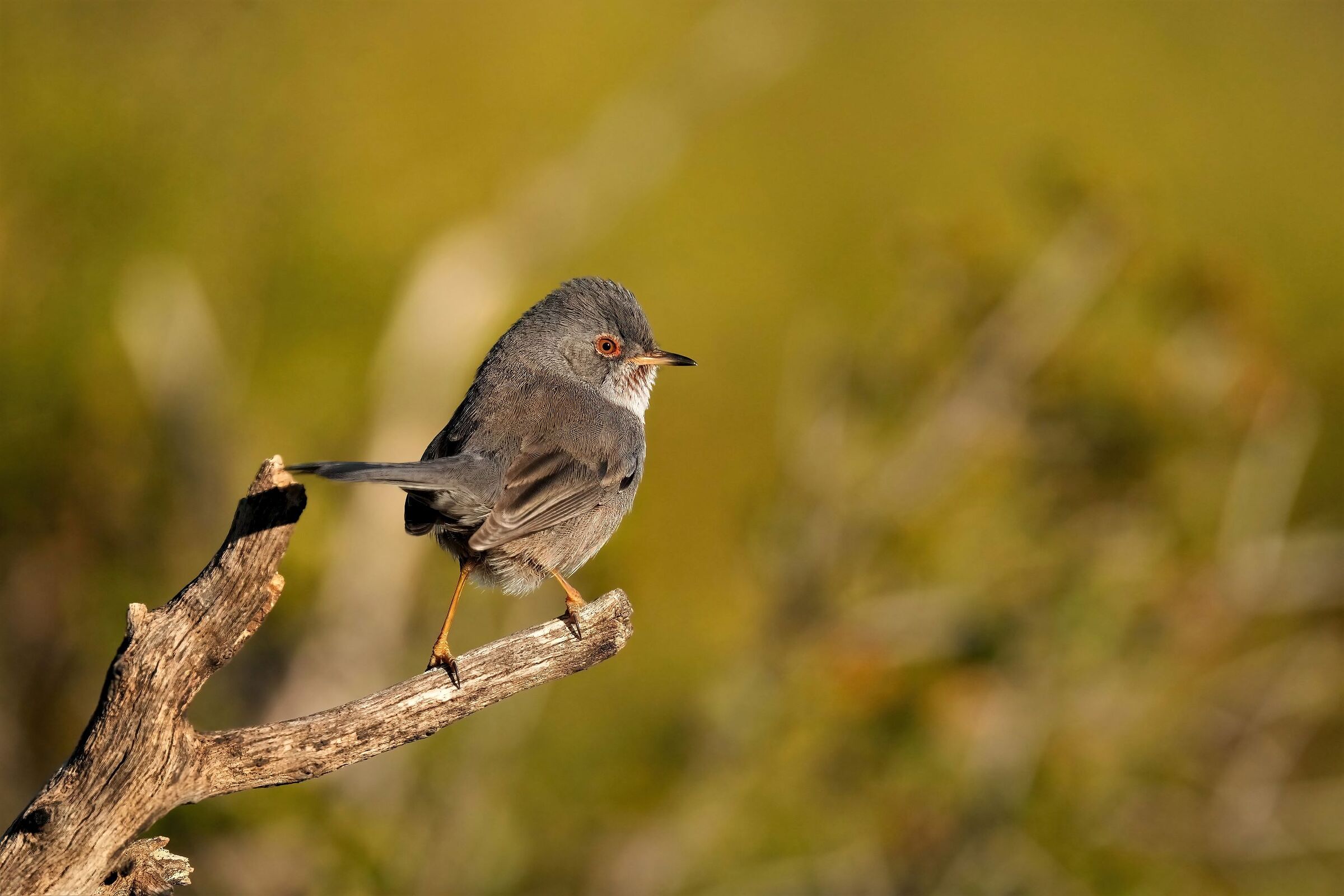 Dartford warbler