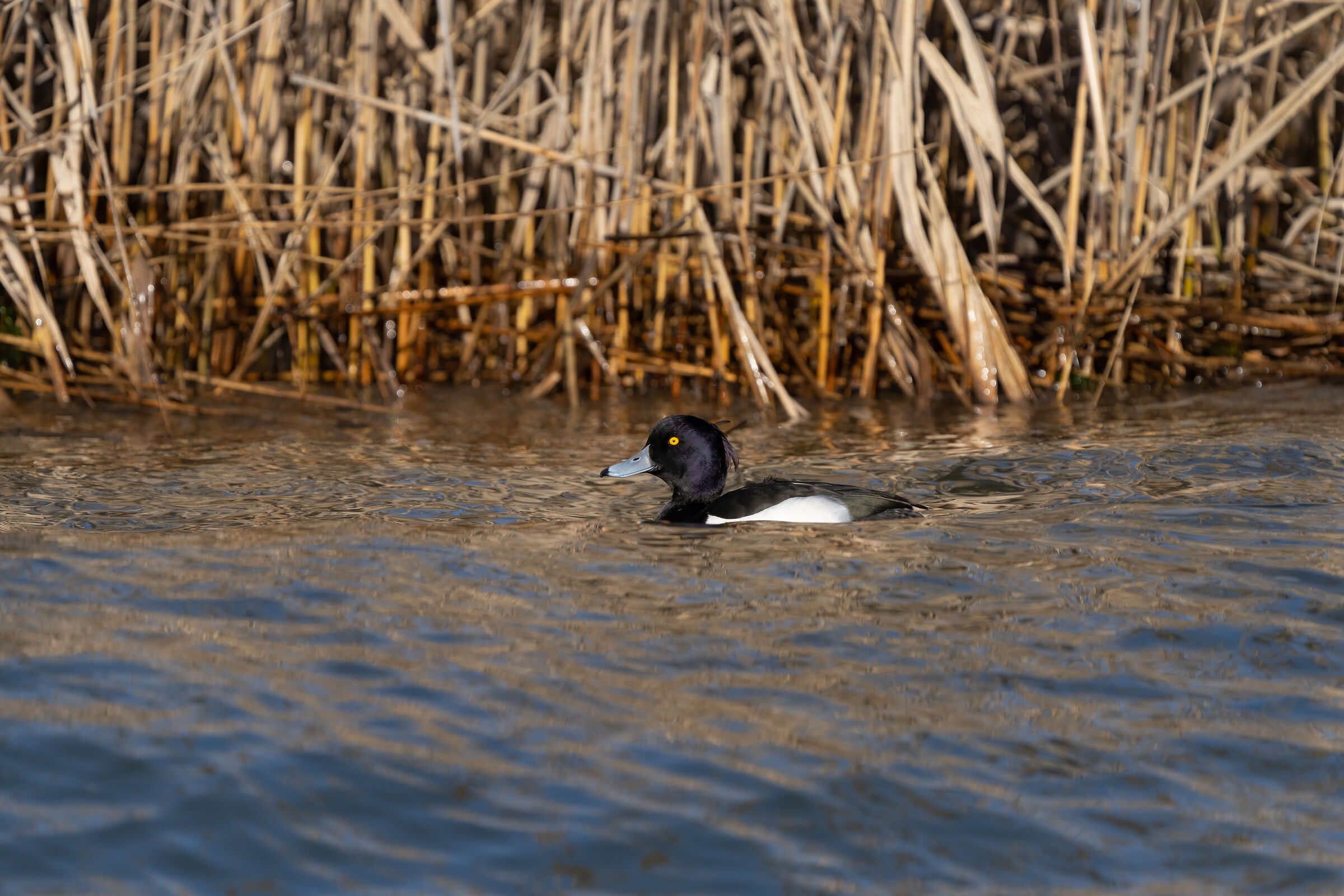 Moretta che sgambetta