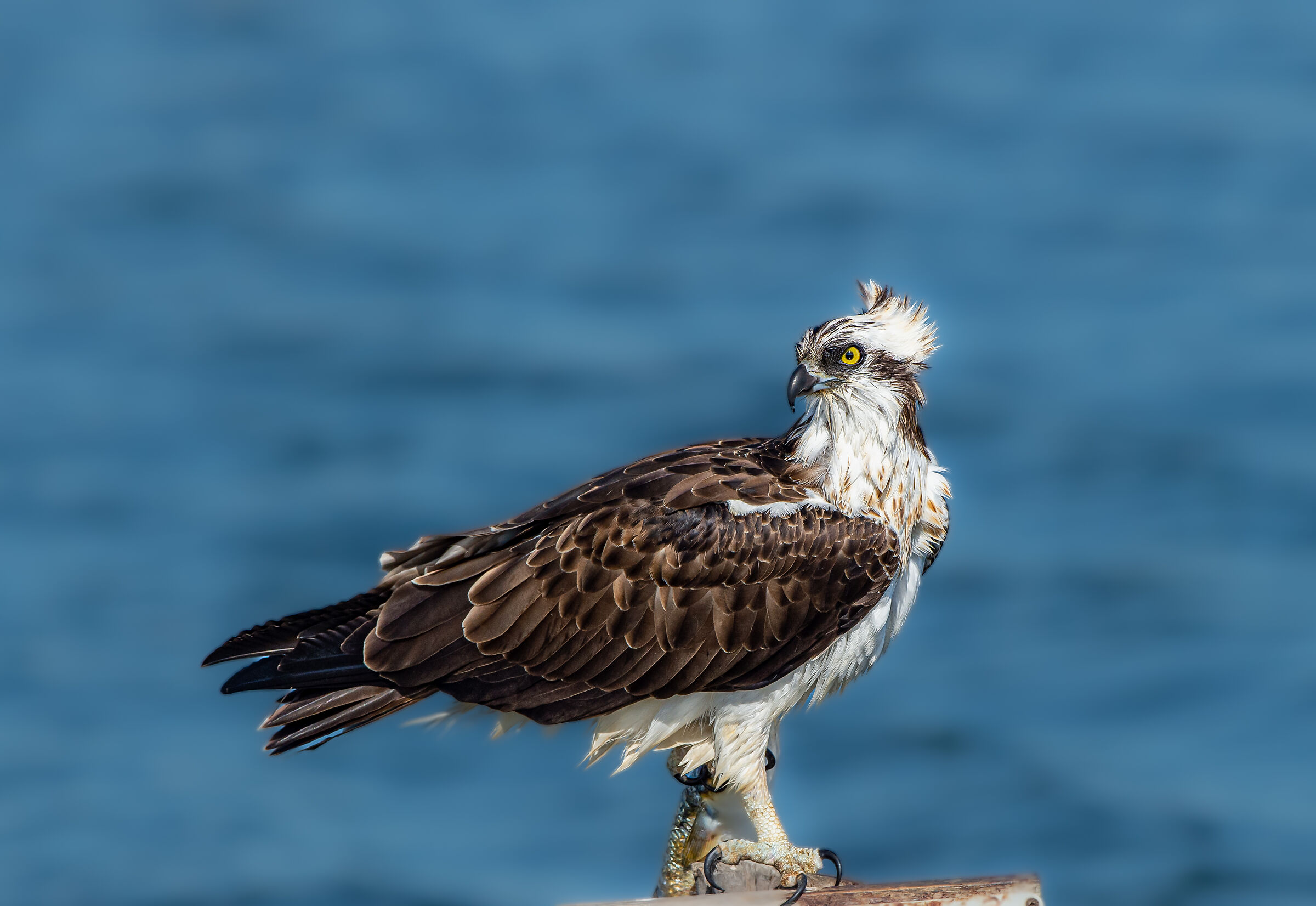 Osprey