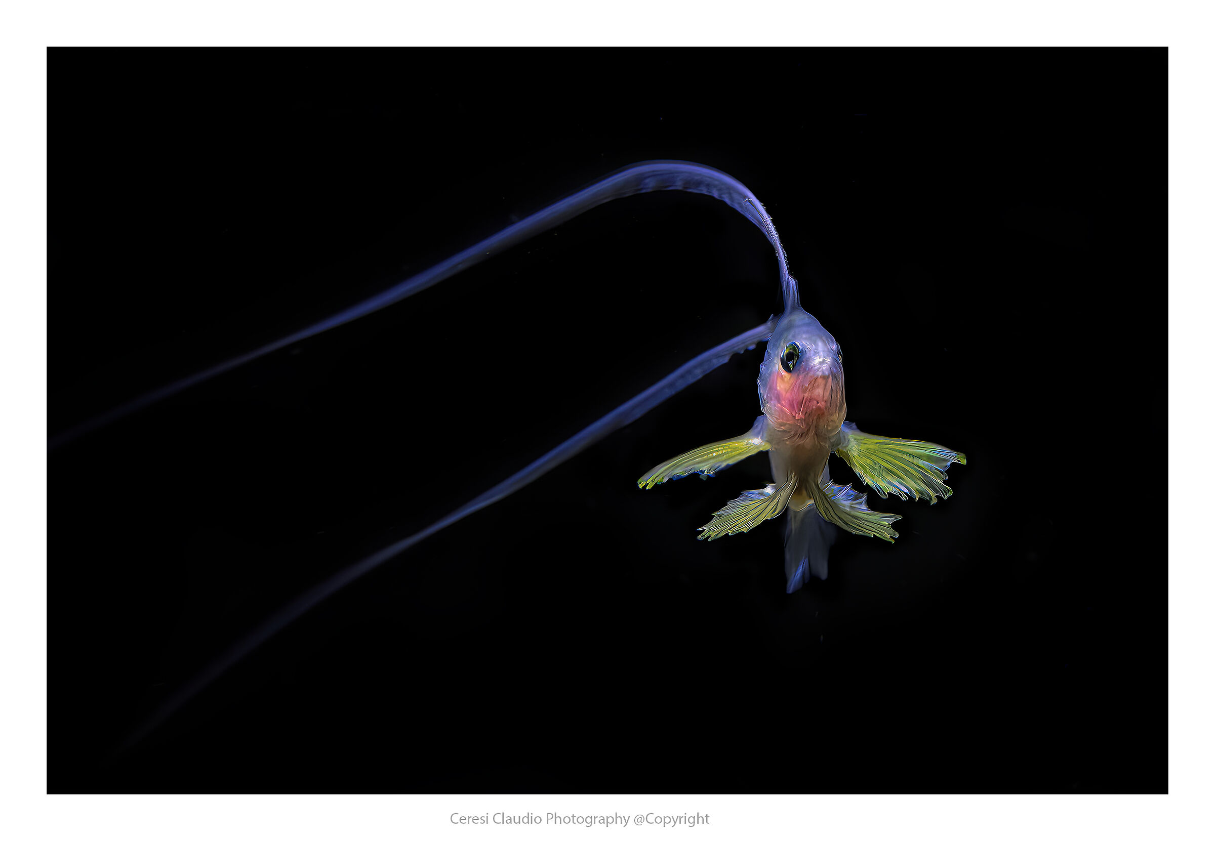 soap fish  post larval stage  black water in Anilao