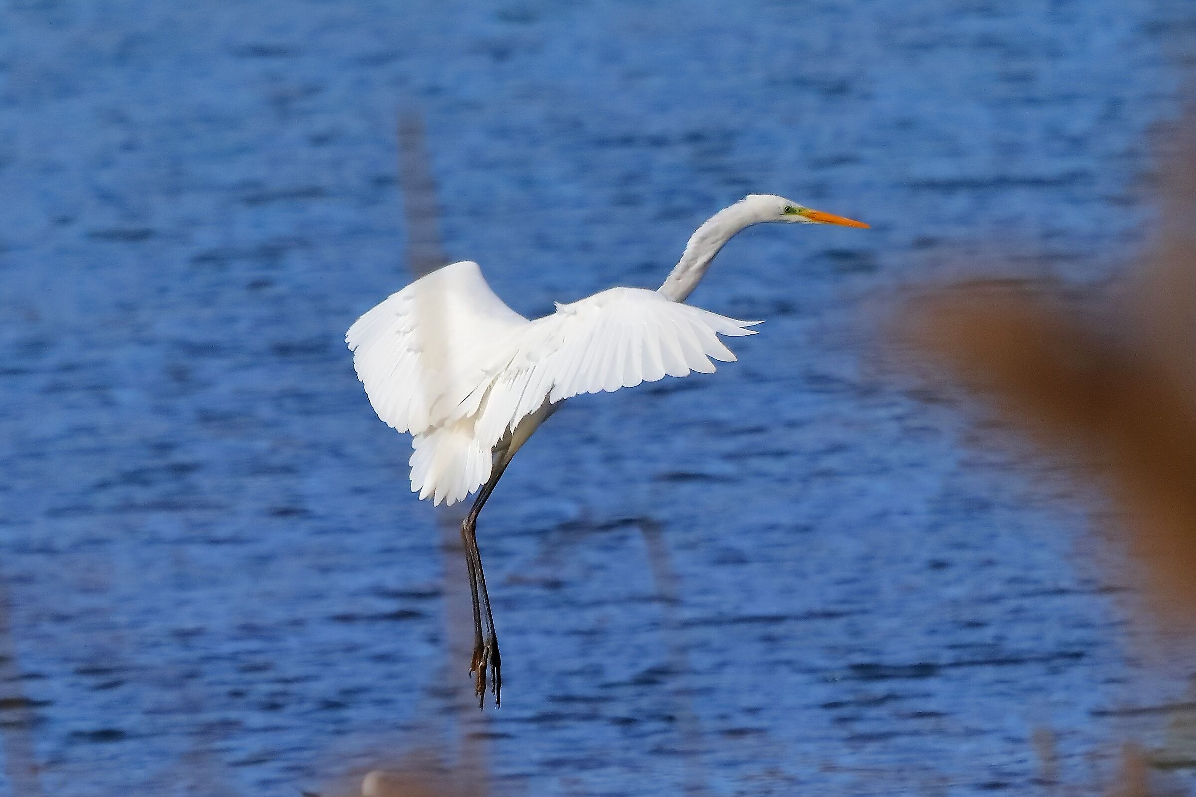 Airone BM 27-11-2022