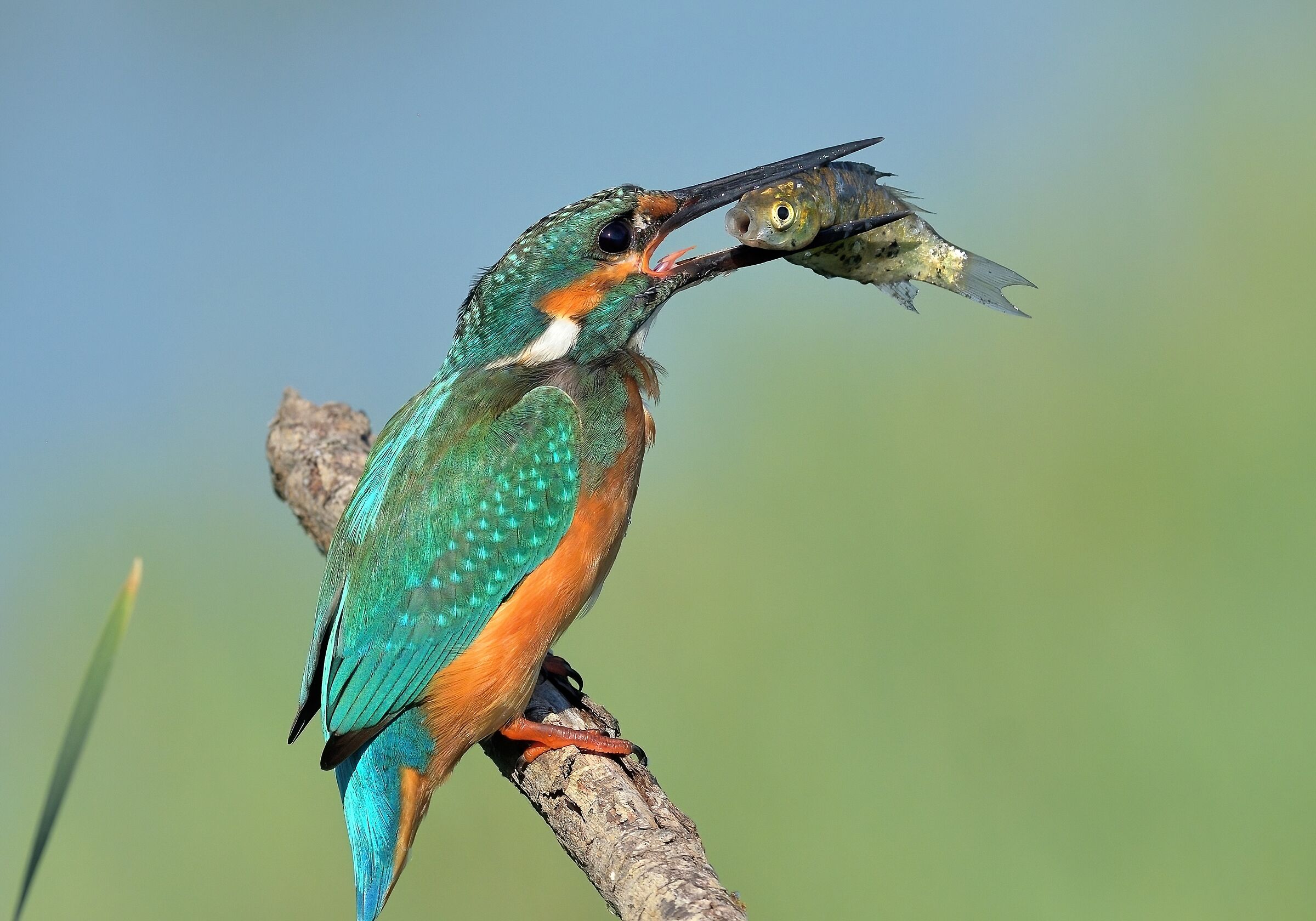 Martin pescatore a colazione