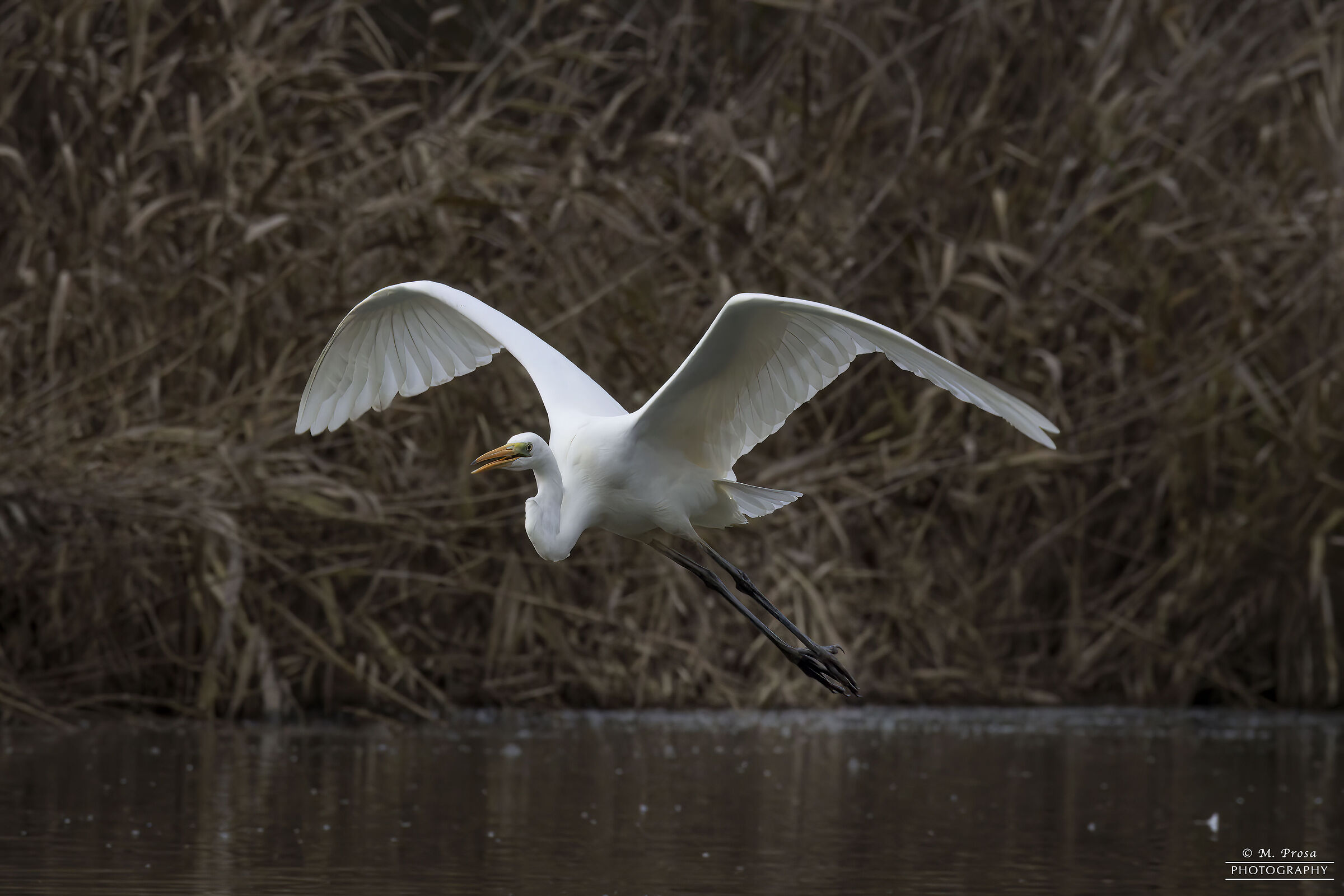 Great white heron