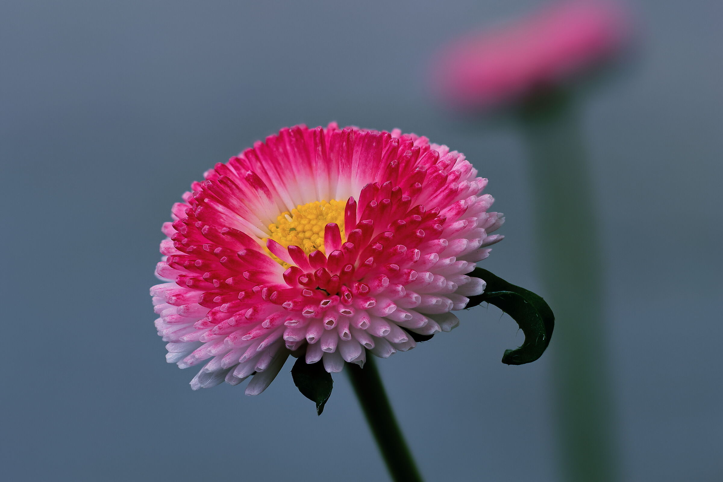 The beauty of the simple meadow
