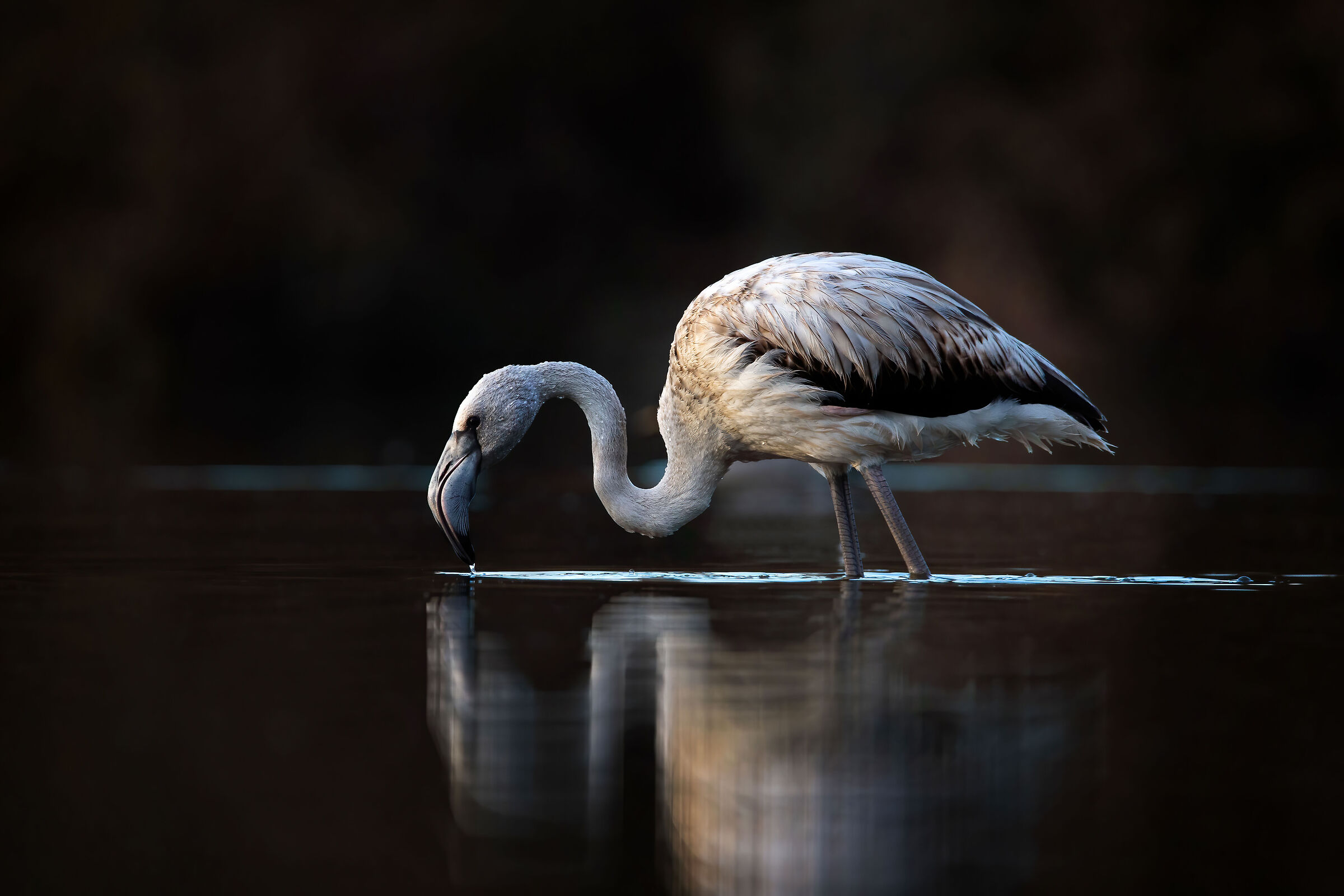 Flamingo at Dusk