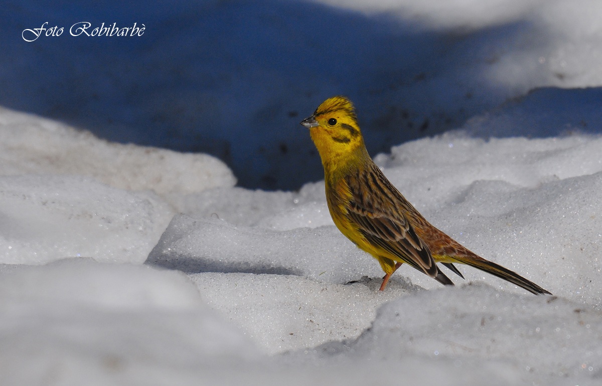Z igolo giallo.....Elegante.....
