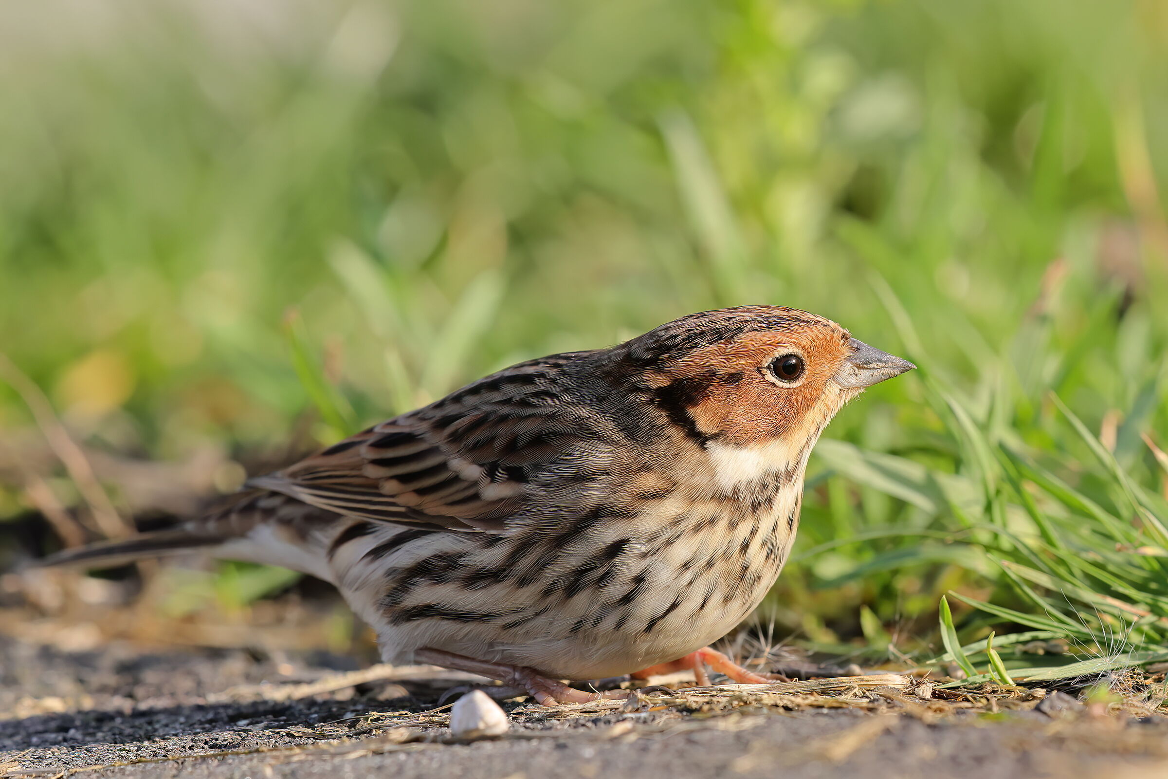 Lesser bunting