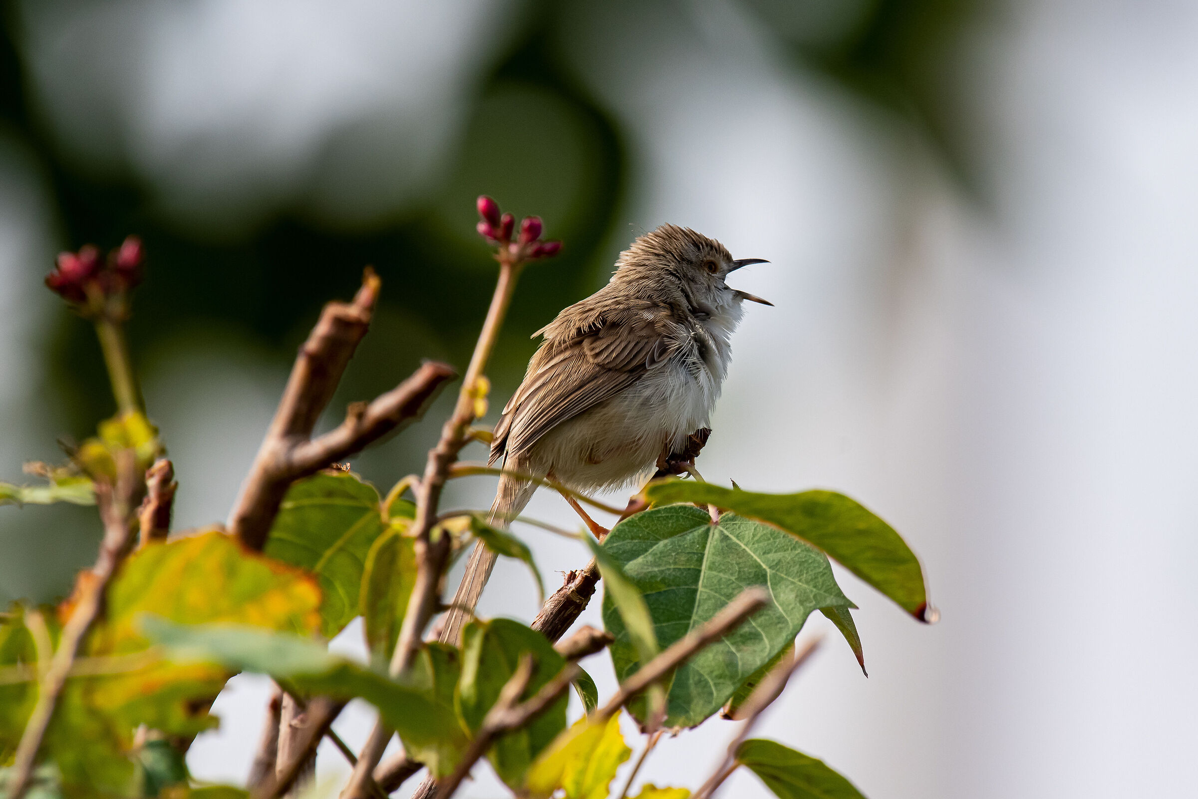 Prinia Gracilis