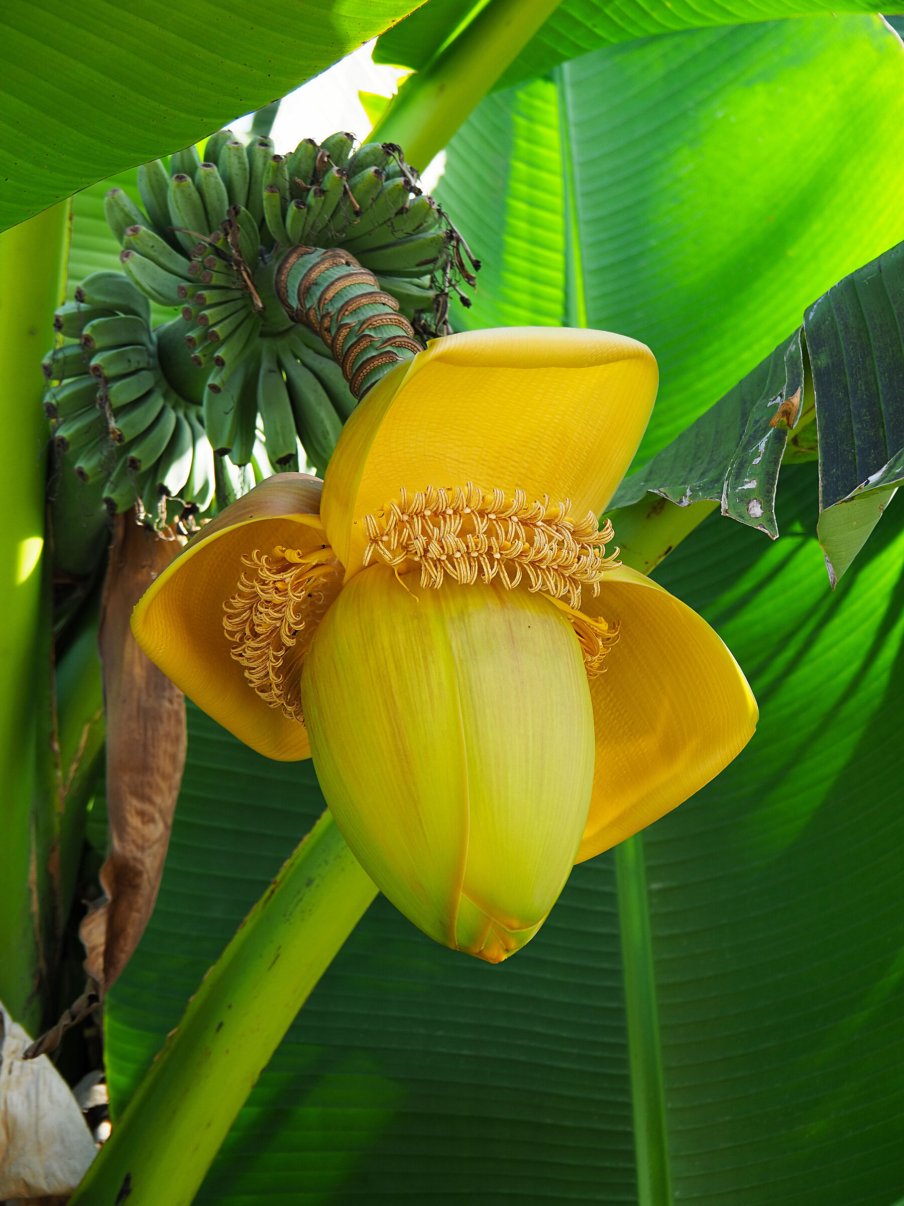 Banana flower and its fruits