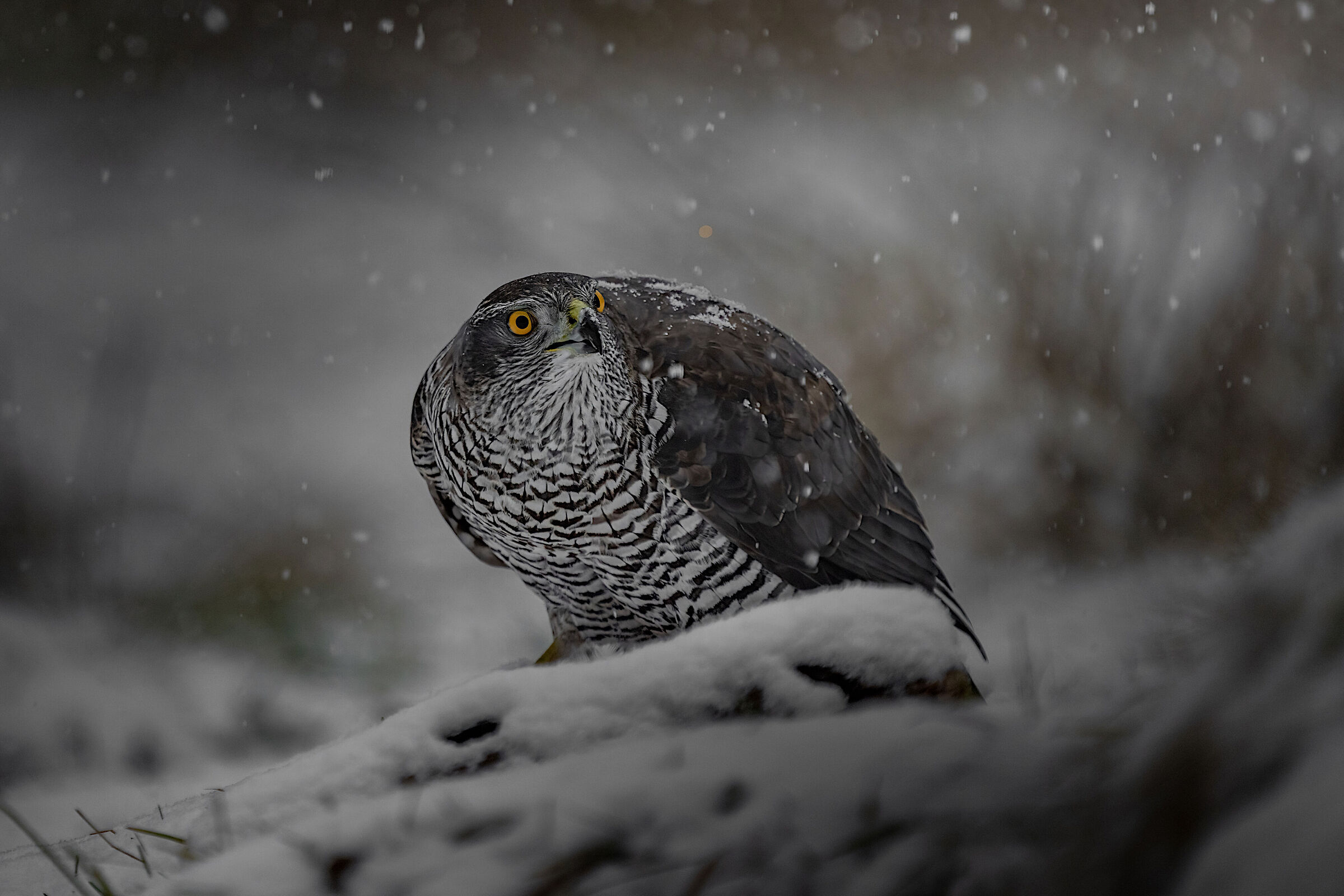 Goshawk under heavy snowfall
