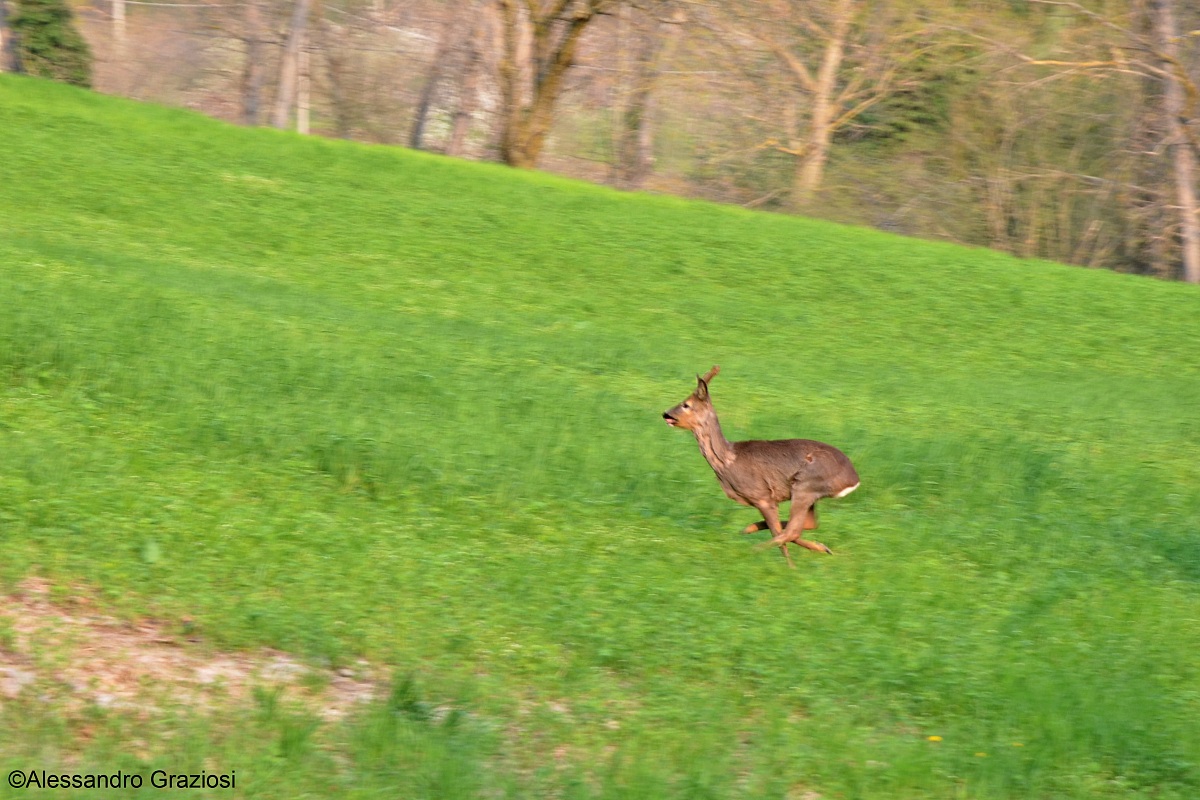 They ran and ran roe deer