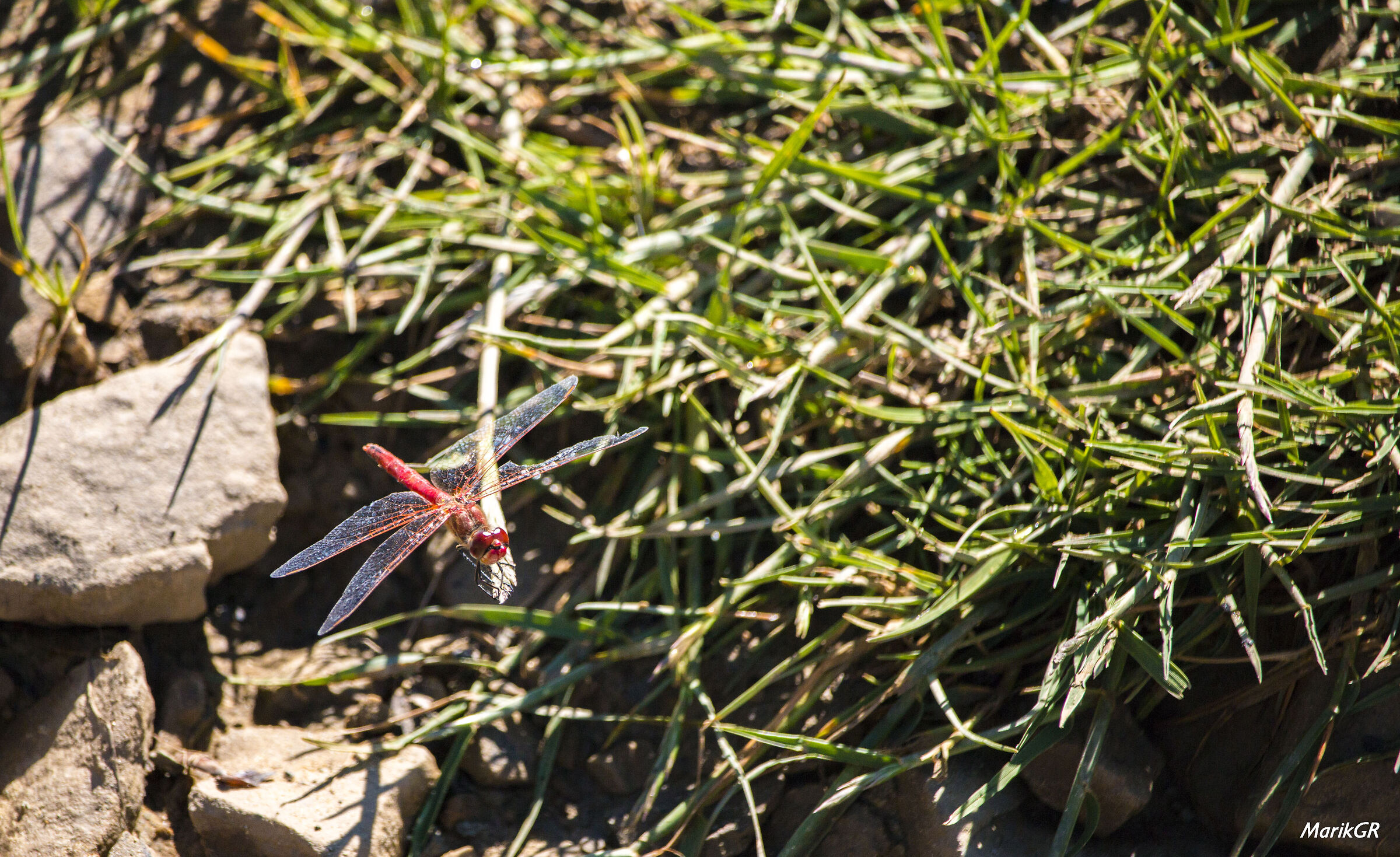 Libellula - Lago Maulazzo (me)