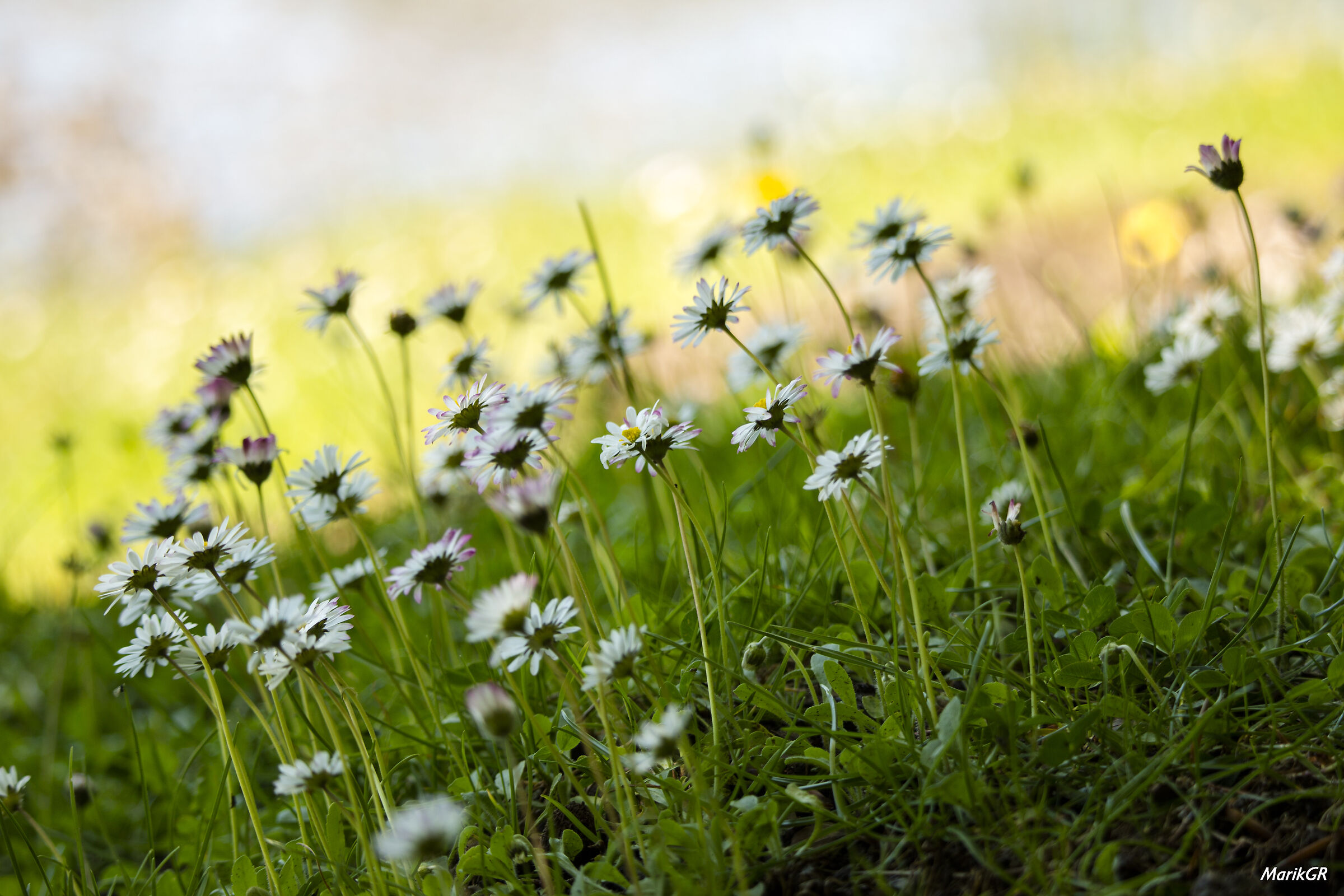 Margherite - Lago Maulazzo (me)
