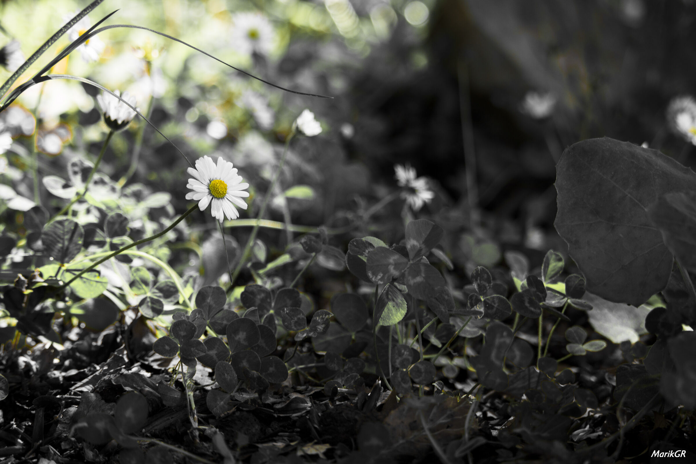 Margherite noir - Lago Maulazzo (me)
