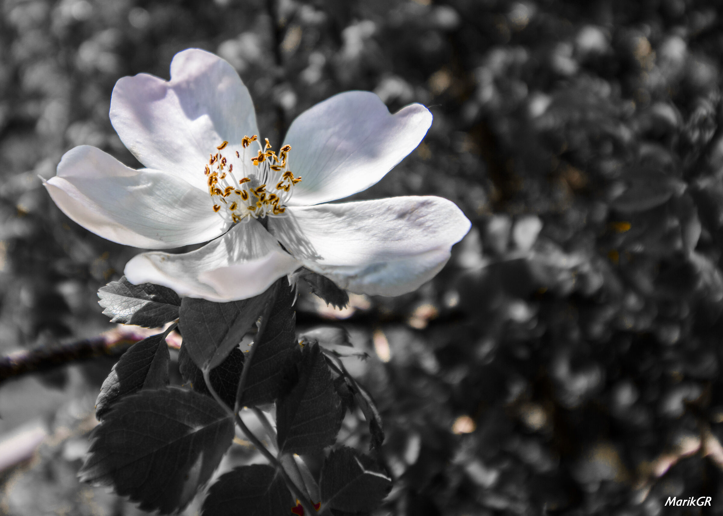 White flower - Lago Maulazzo (me)