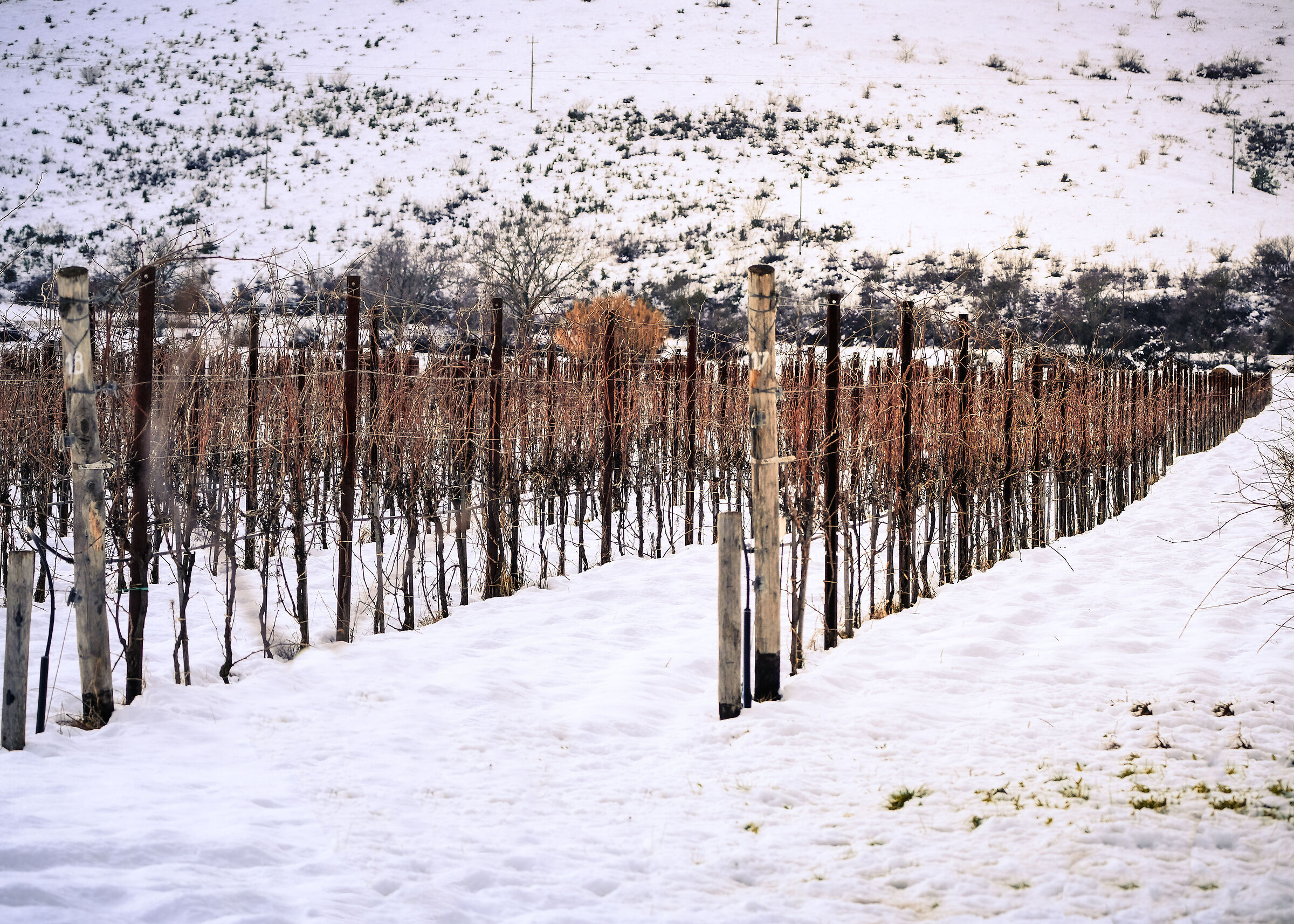 Vigna un letargo