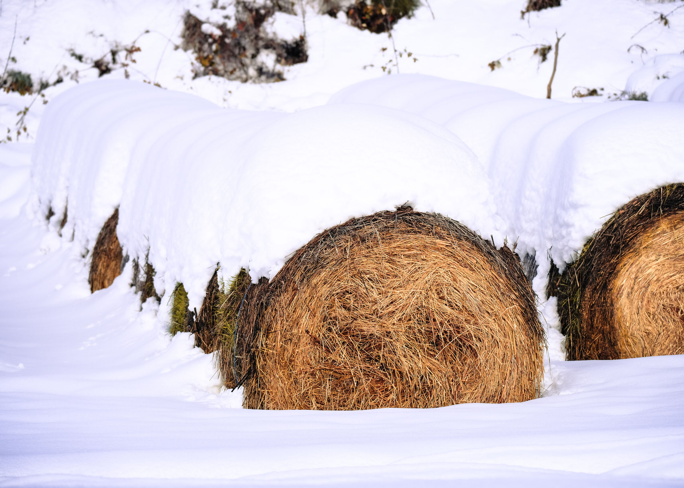 Fieno innevato