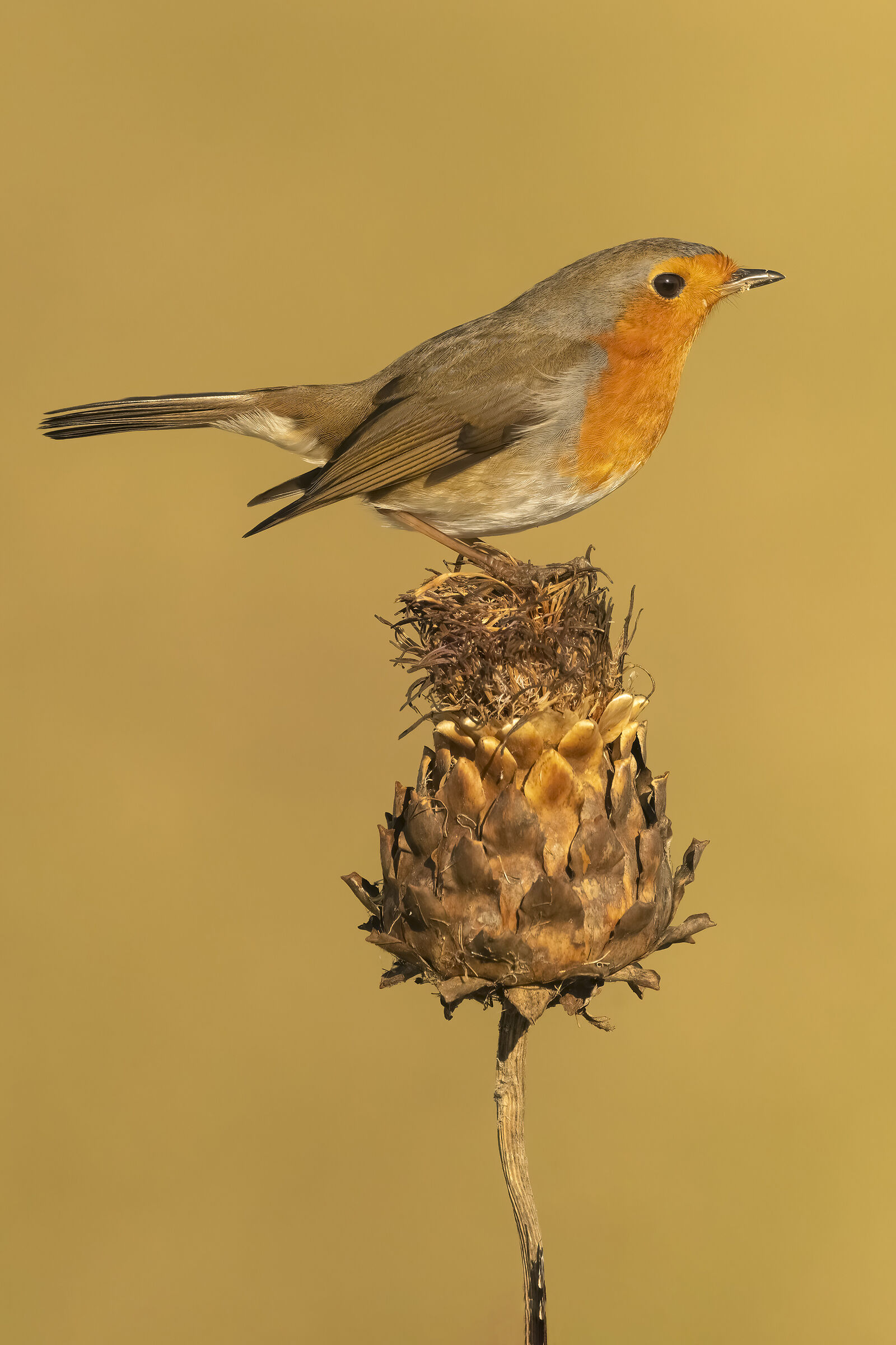 Robin