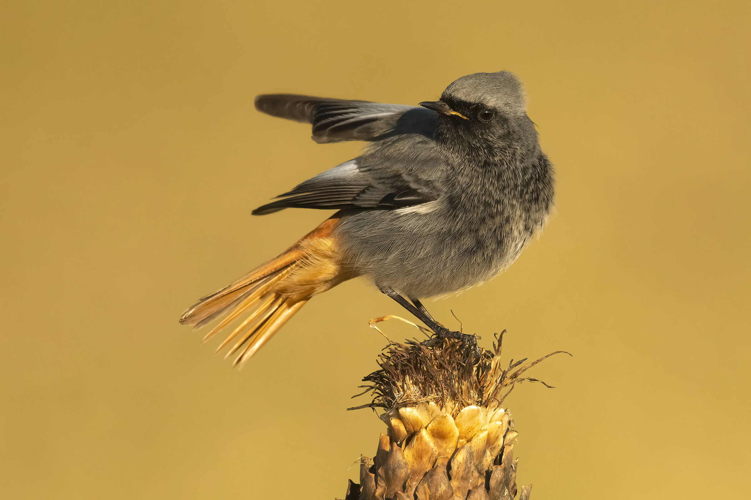 Codirosso spazzacamino