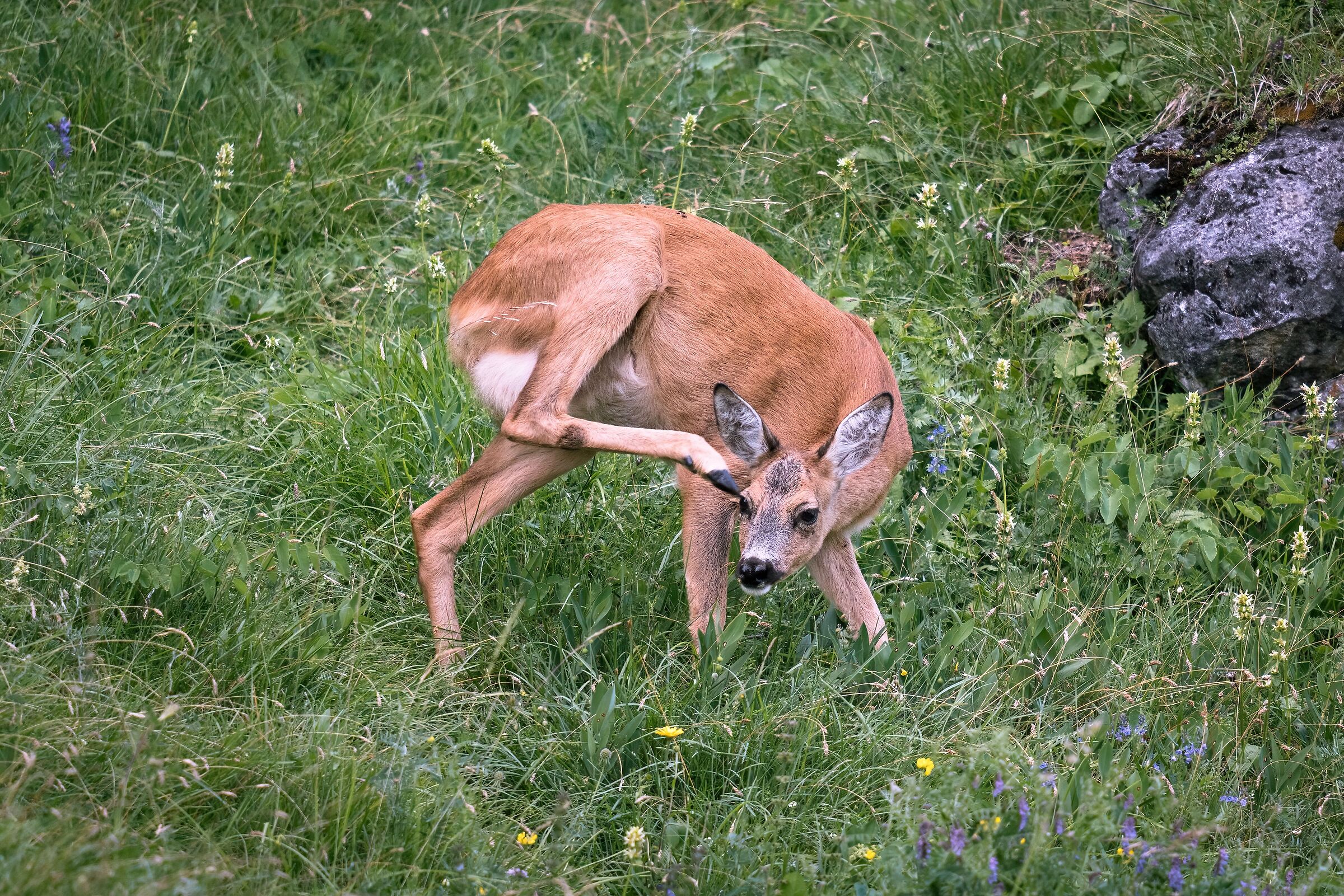 Grattacapi in vista (lei)