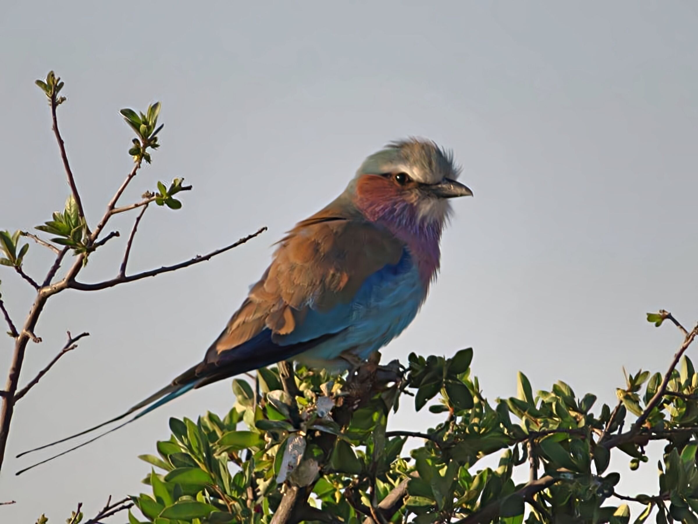 Ma guardate quanto sono bello e colorato!
