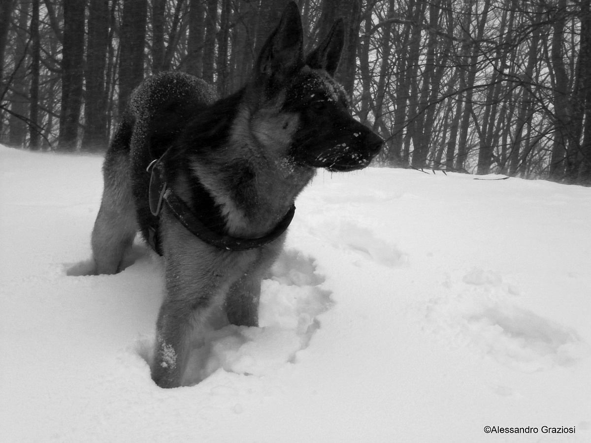 Snow in Black and White