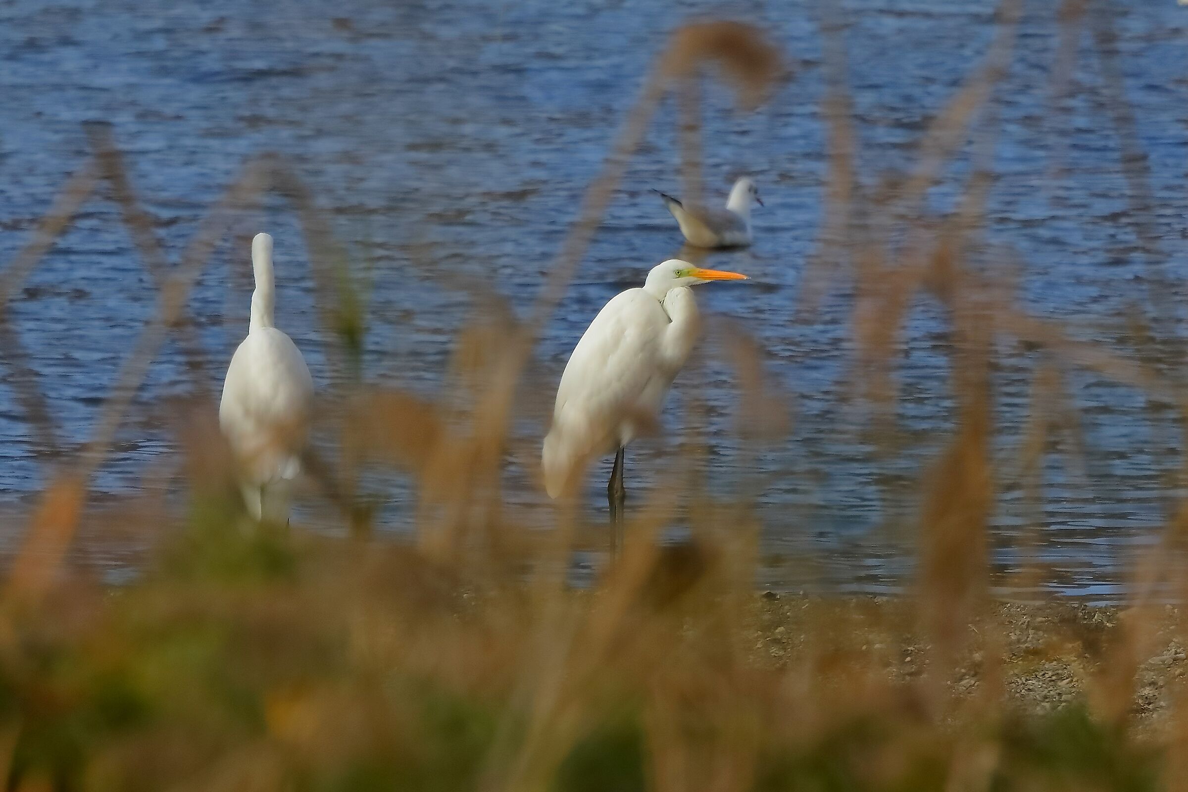 Aironi BM 27-11-2022