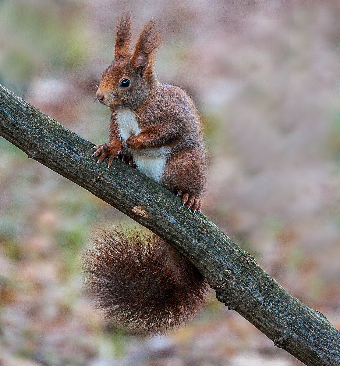 Too many Sciurus carolinensis