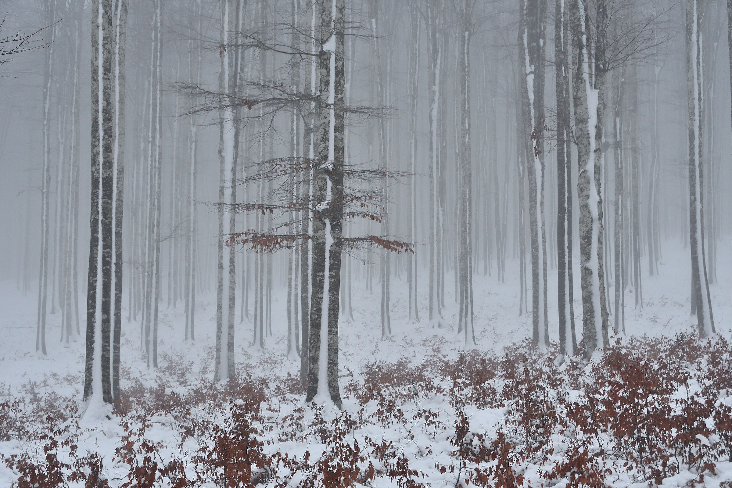 In the silence of winter