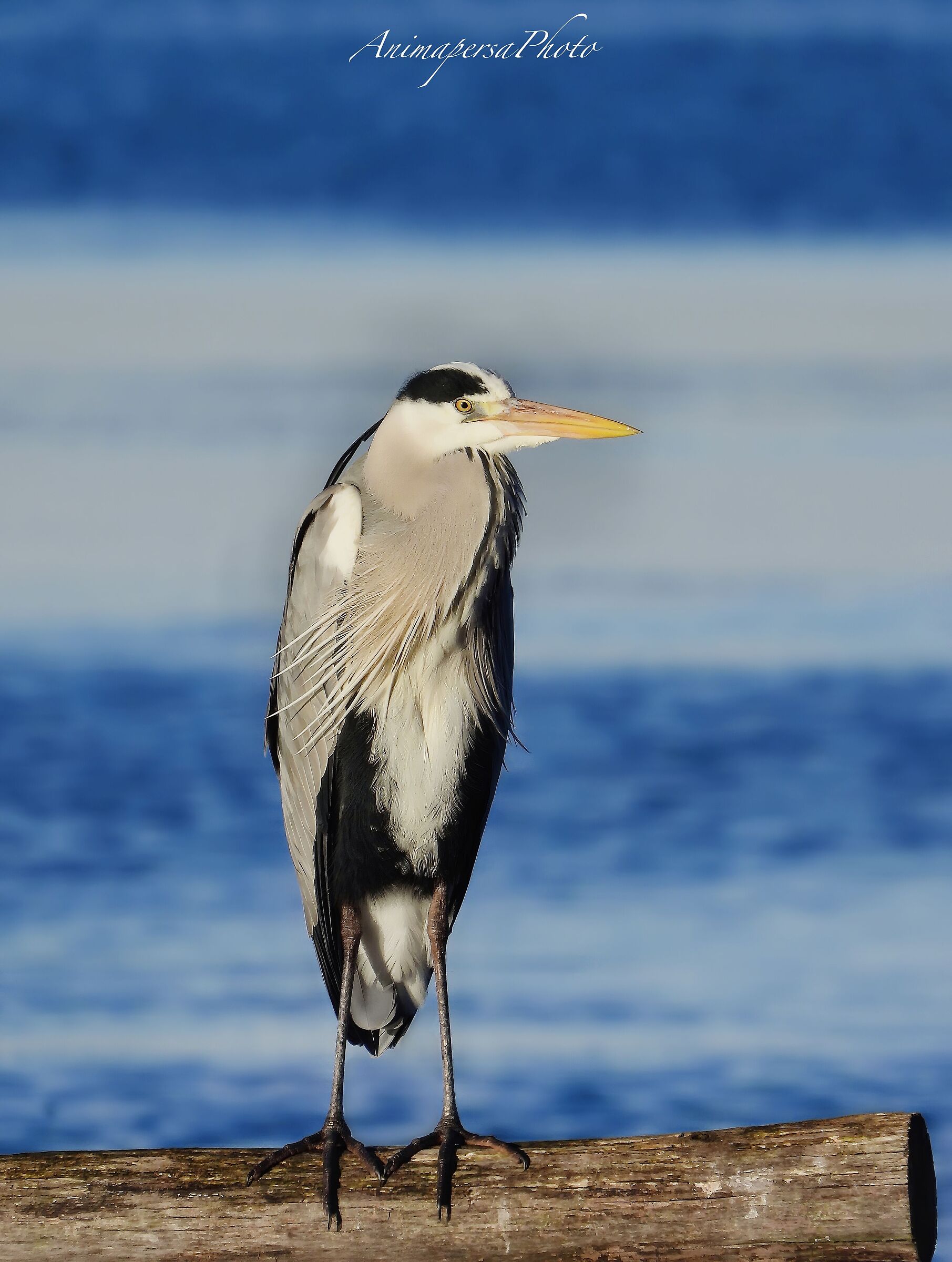 Cenerino alle prime luci del mattino