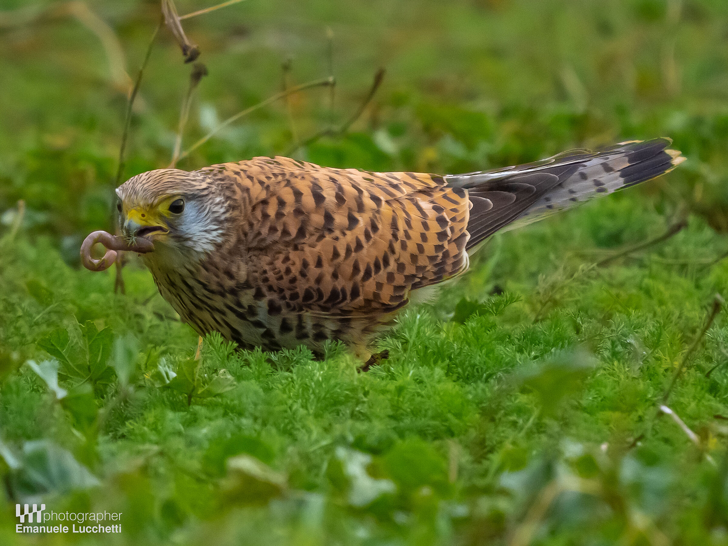 Gheppio femmina in predazione