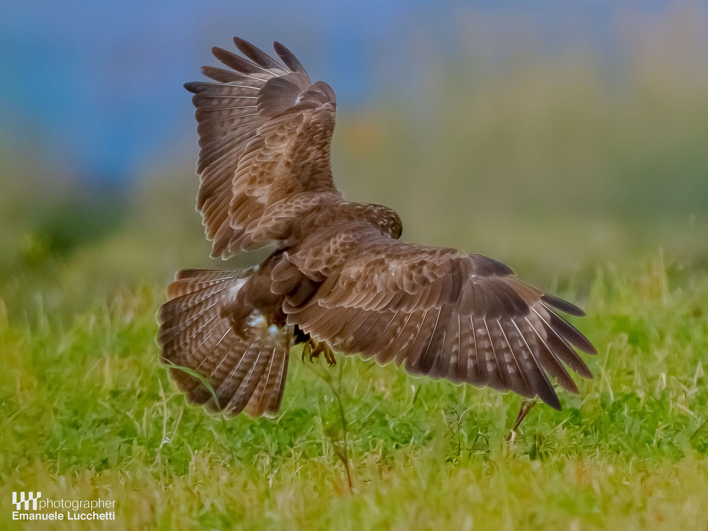 Poiana in predazione