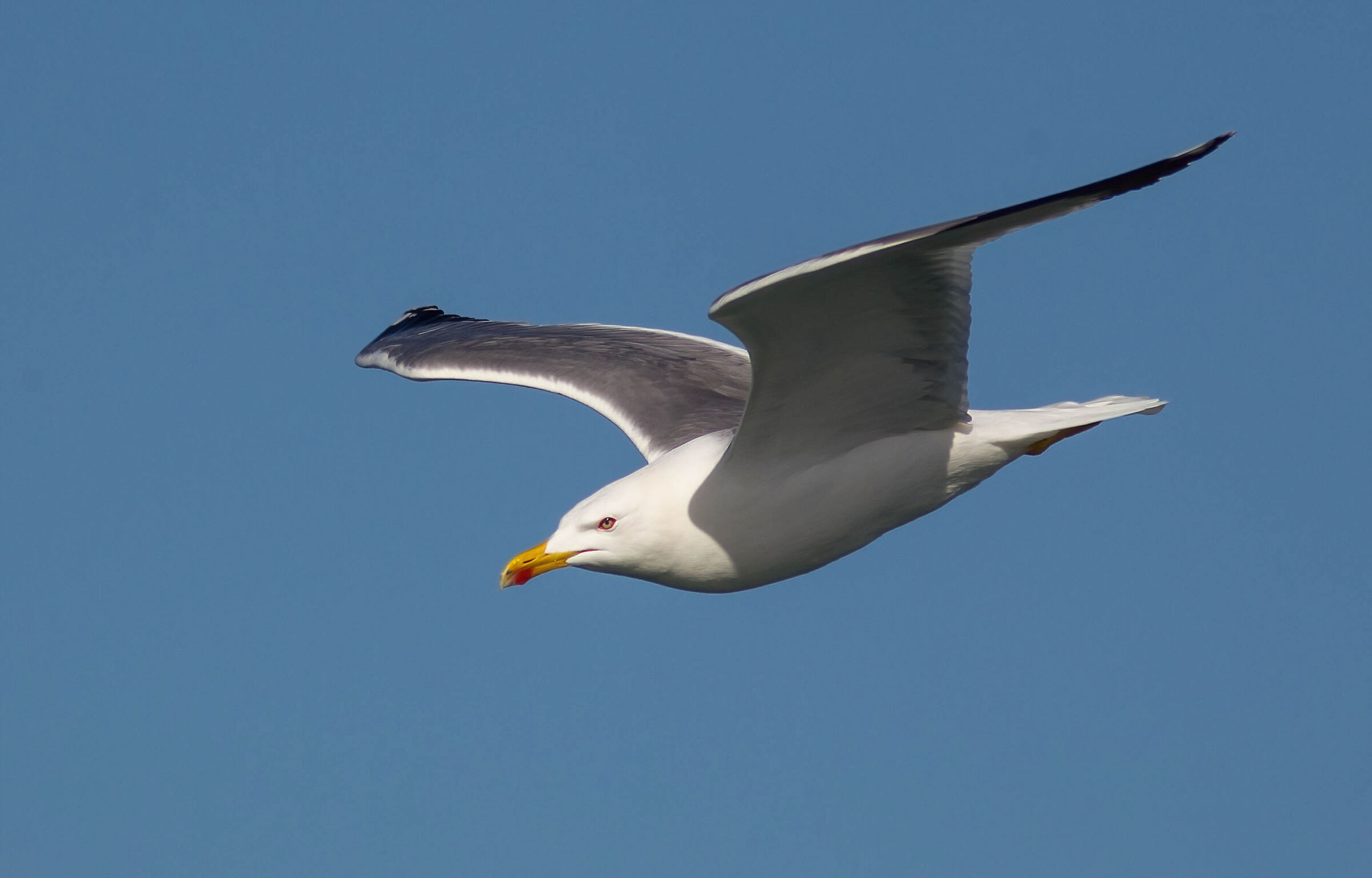 The glide of the seagull