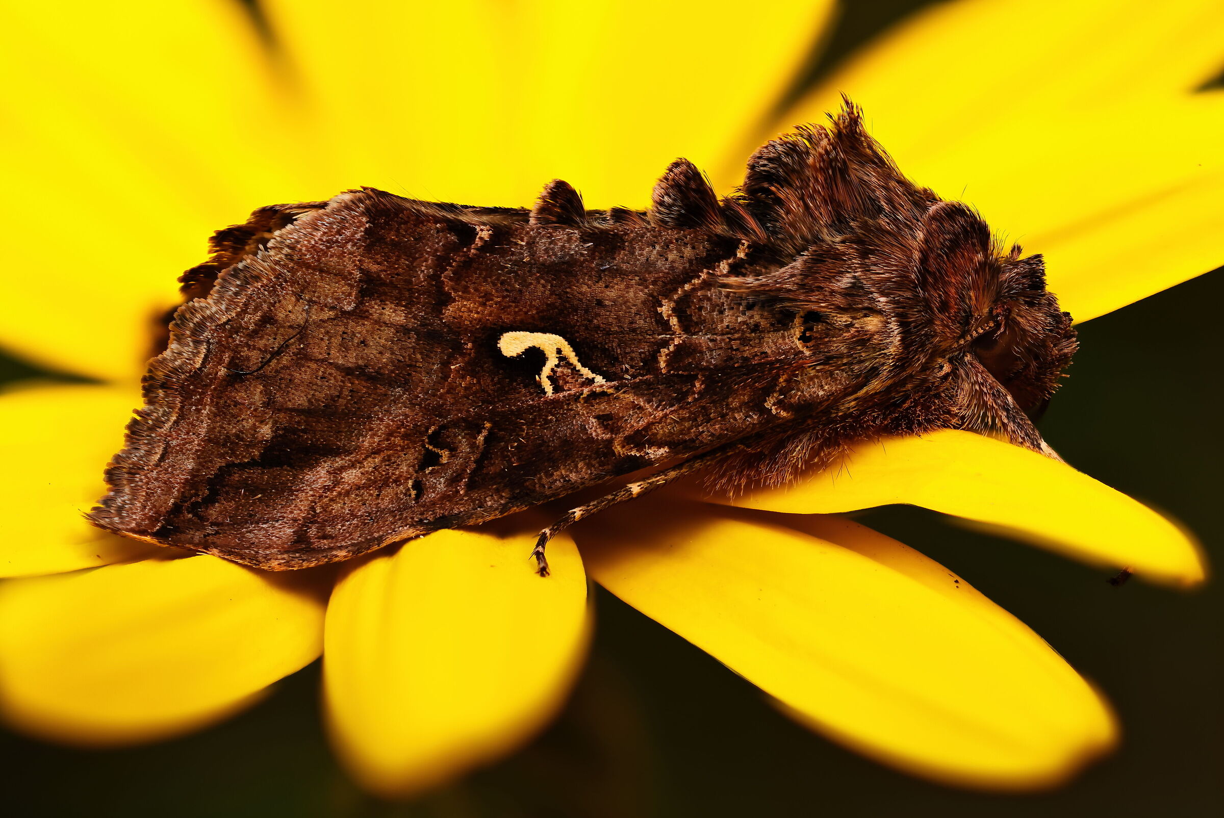 moth autographa gamma